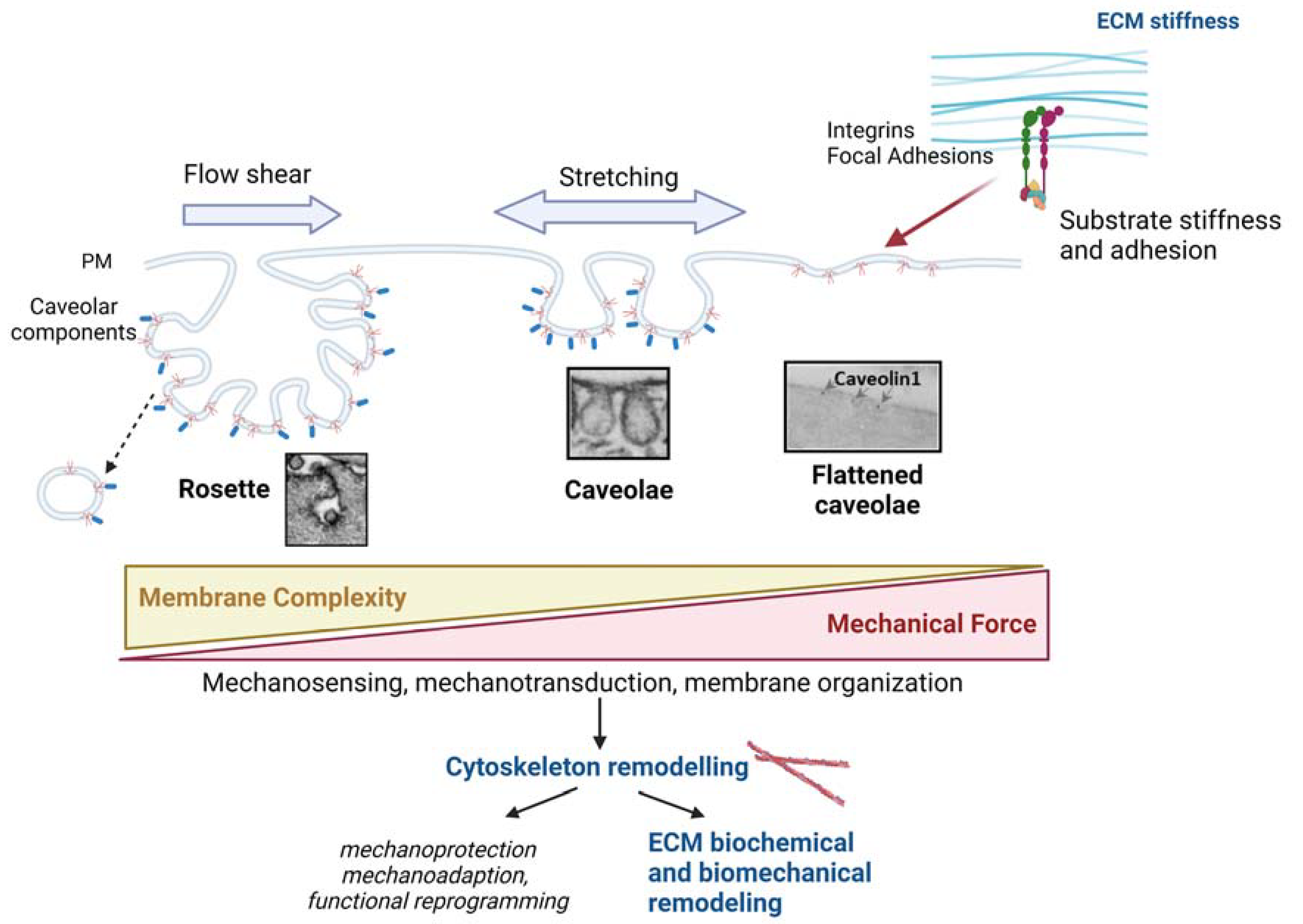 Cells 12 00942 g004 Cells 12 00942 g004