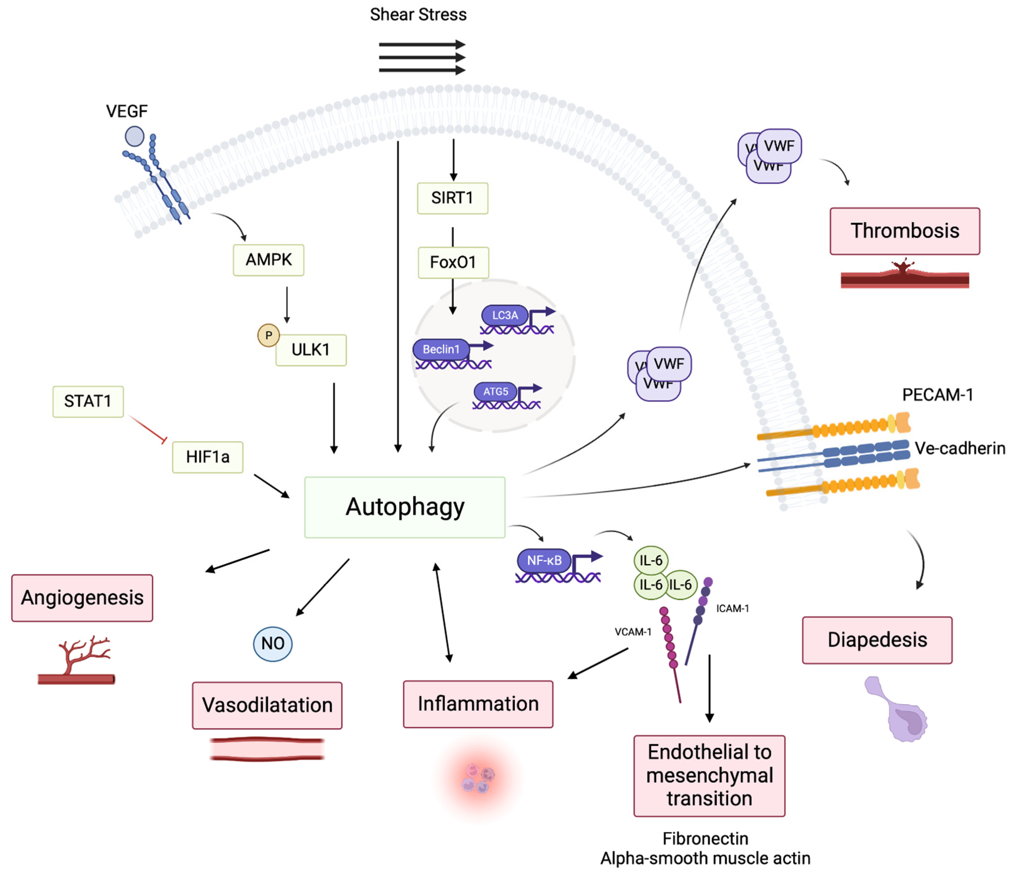 Cells 12 00947 g001 Cells 12 00947 g001