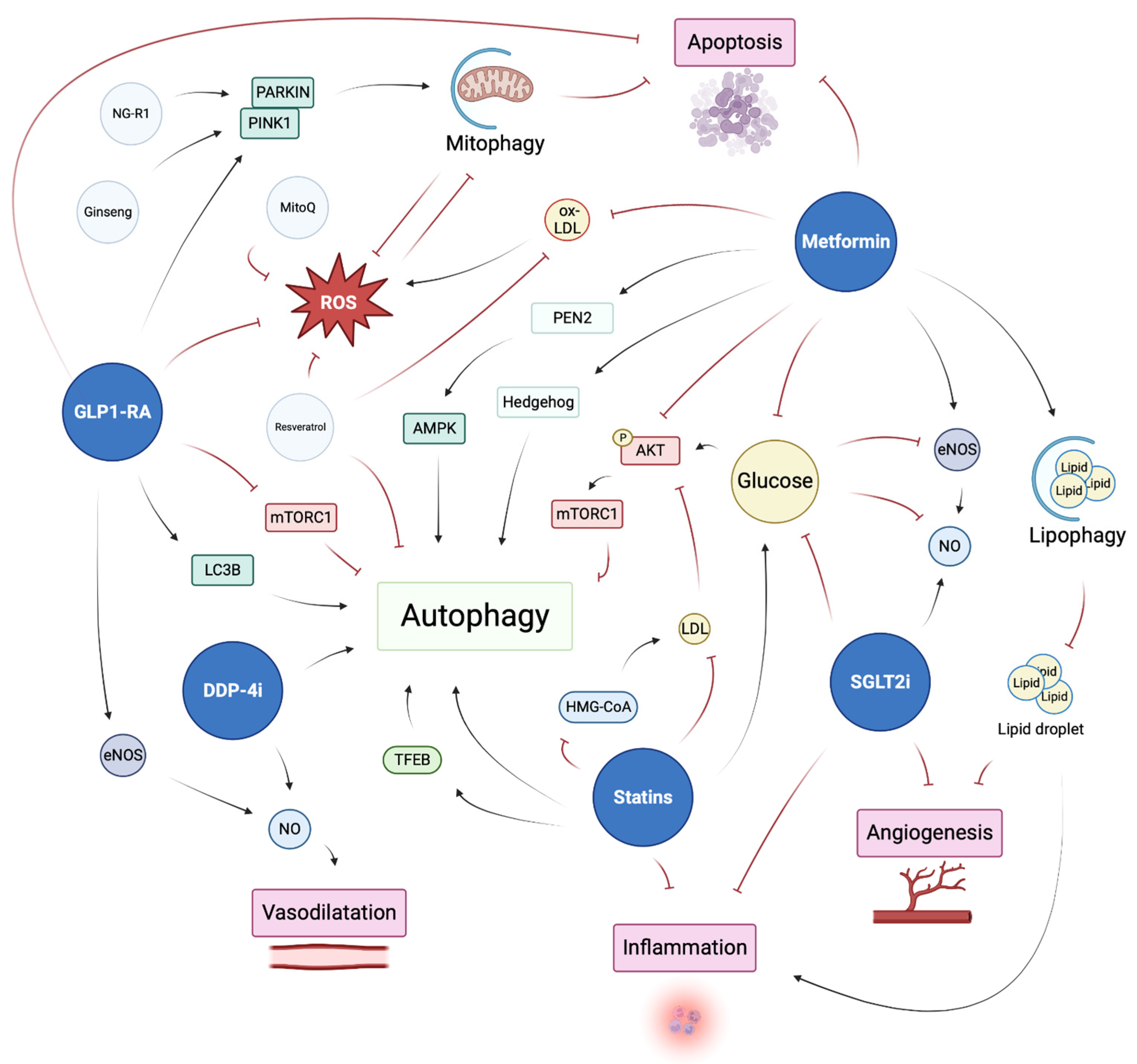 Cells 12 00947 g003 Cells 12 00947 g003