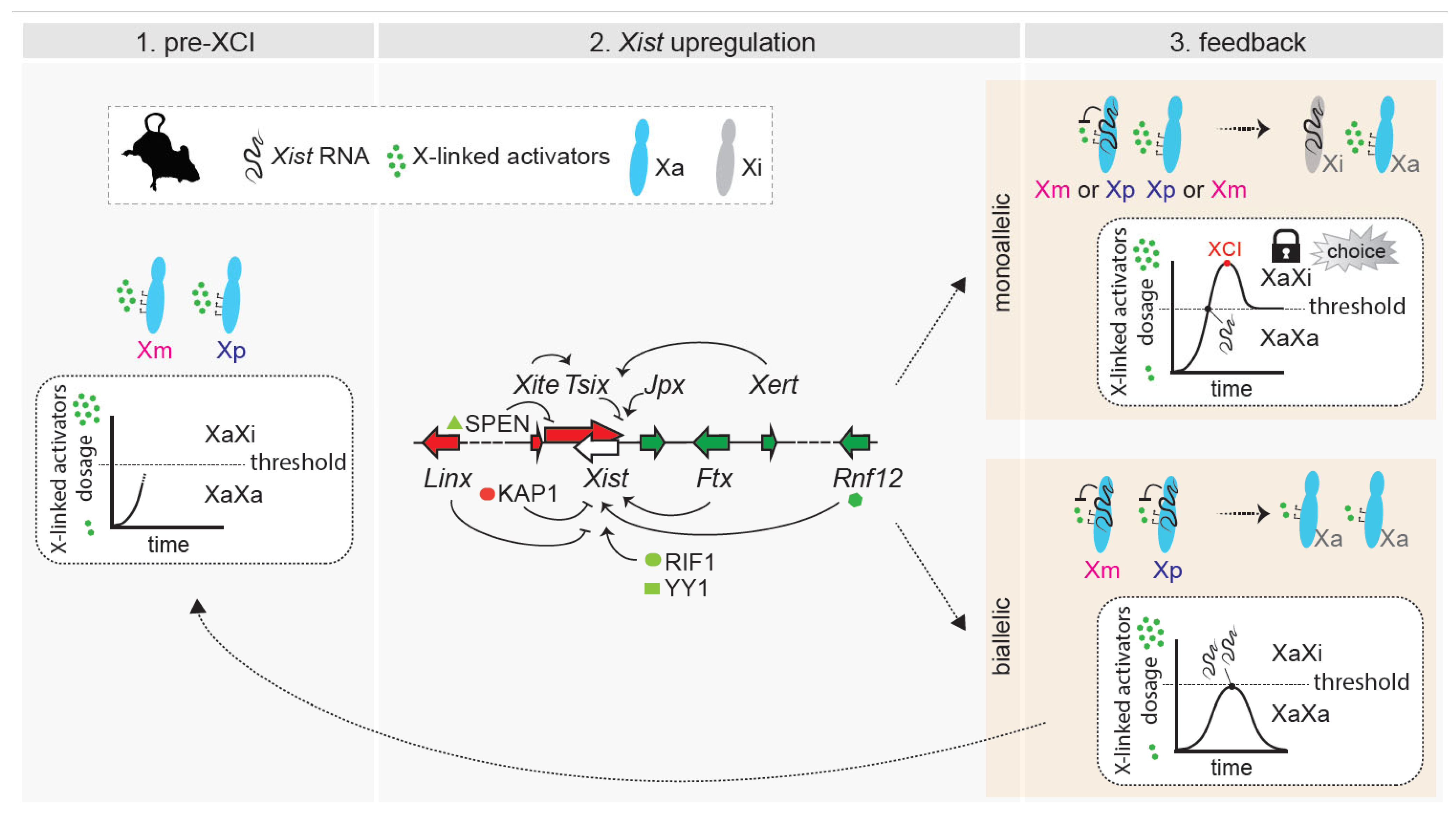 Cells 12 00950 g003 550