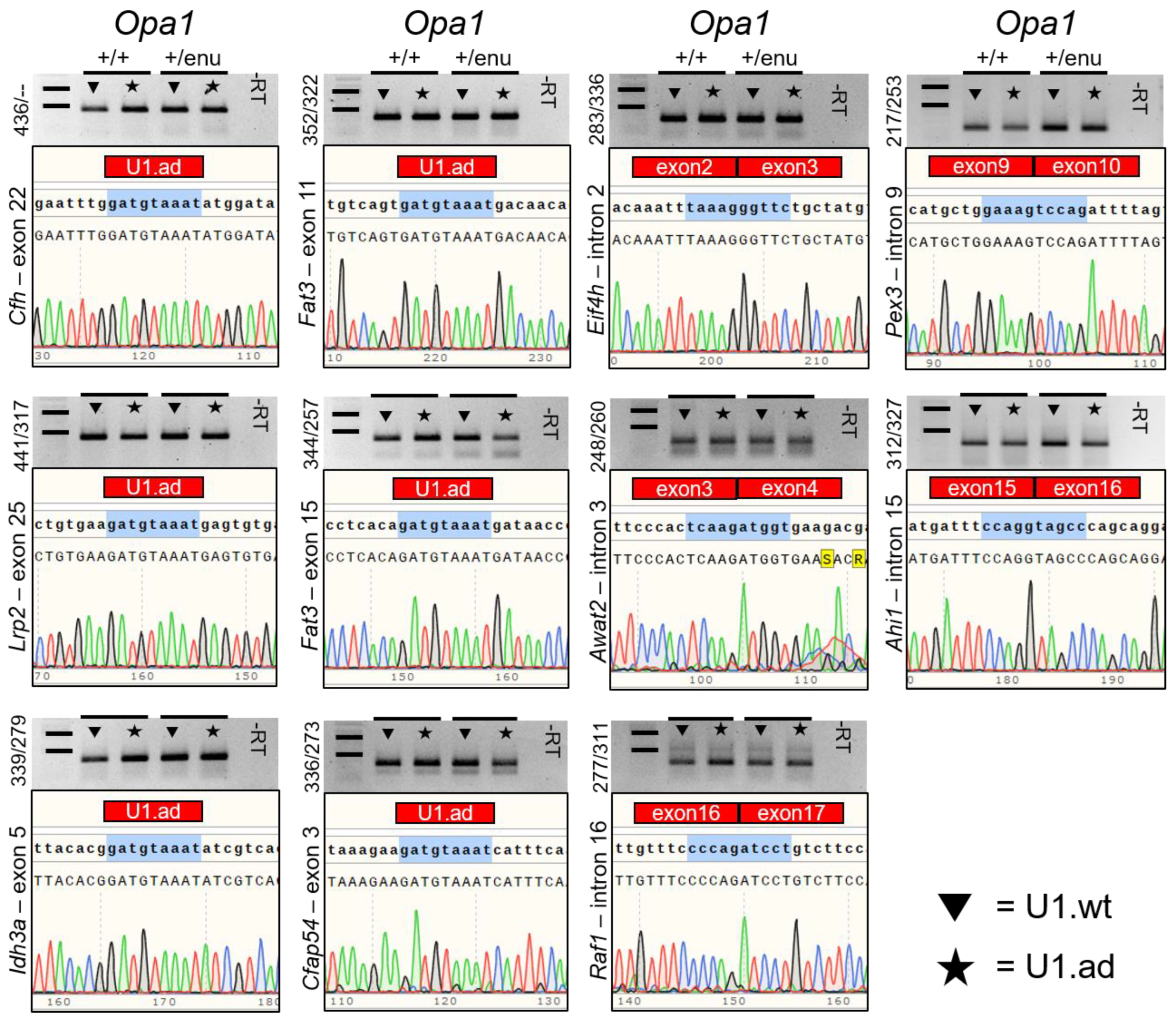 Cells 12 00955 g003 Cells 12 00955 g003