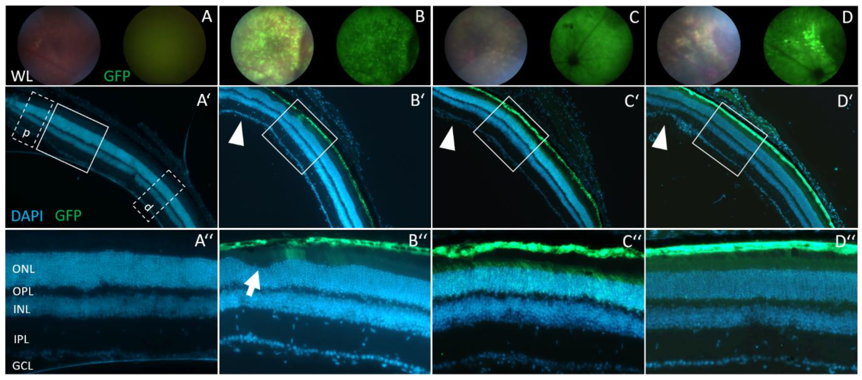 Cells 12 00955 g004 Cells 12 00955 g004
