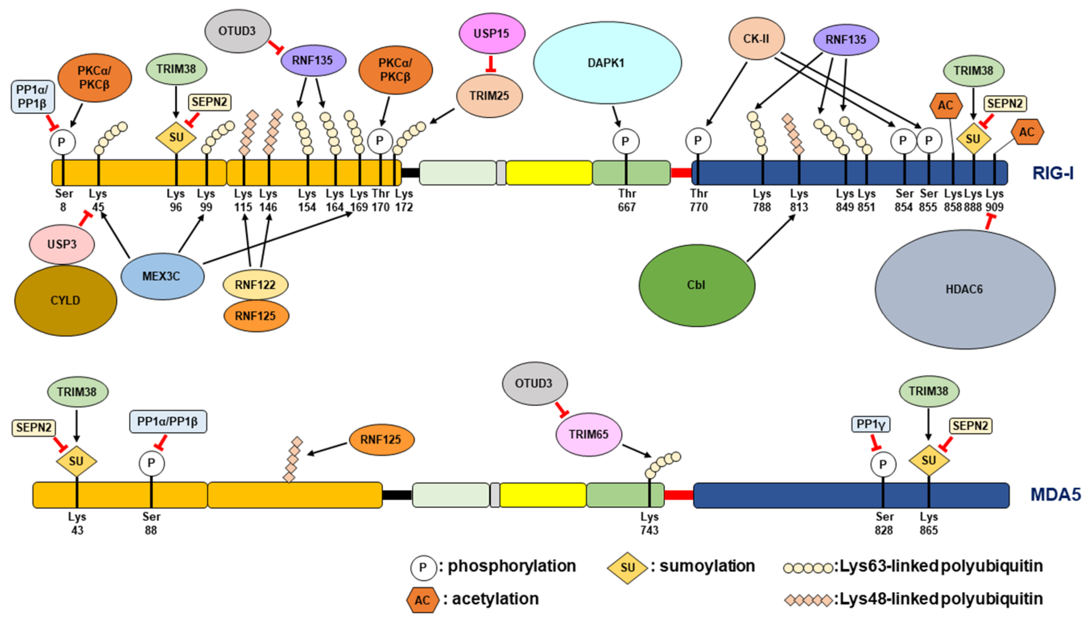 Cells 12 00956 g002 Cells 12 00956 g002