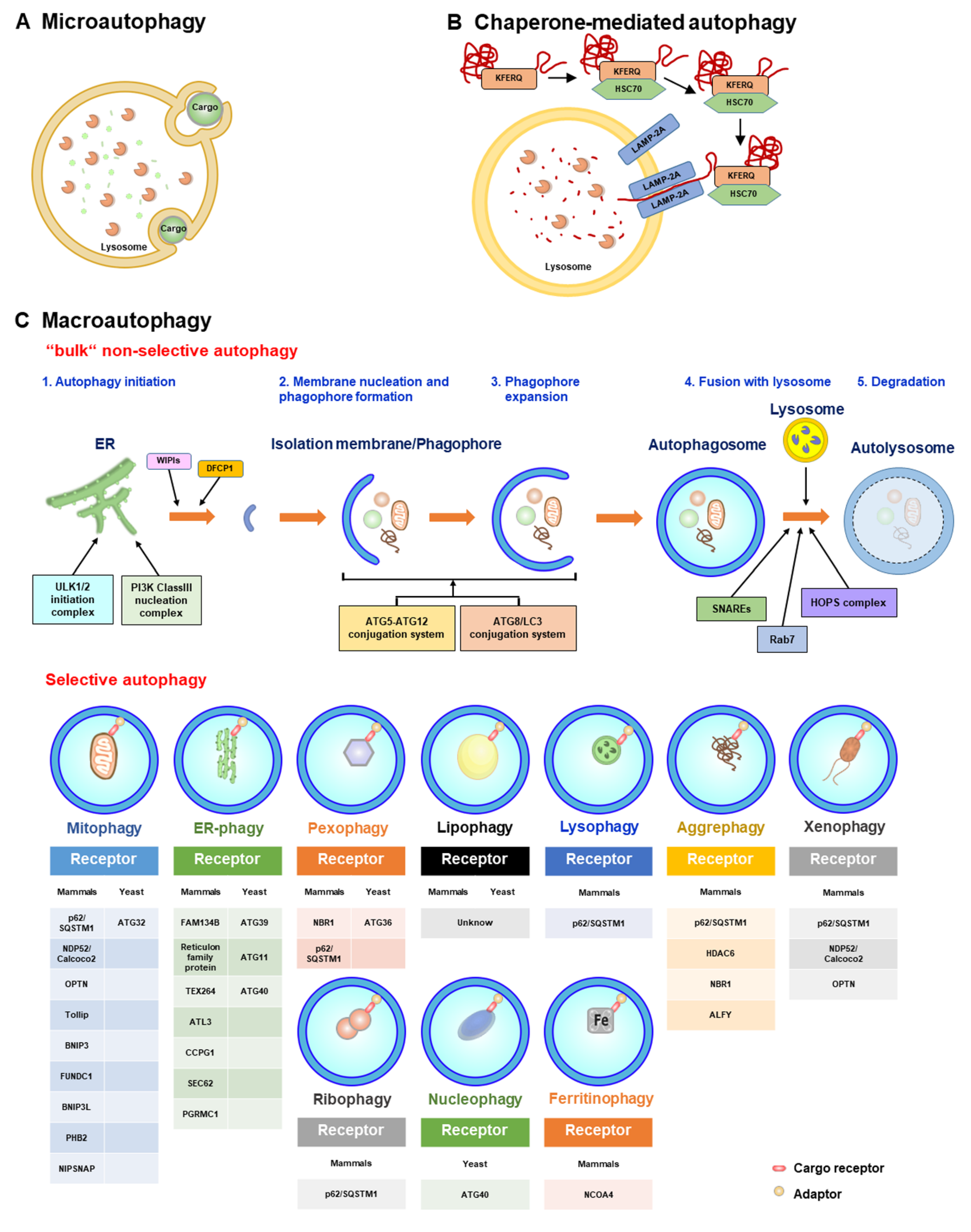 Cells 12 00956 g003 Cells 12 00956 g003