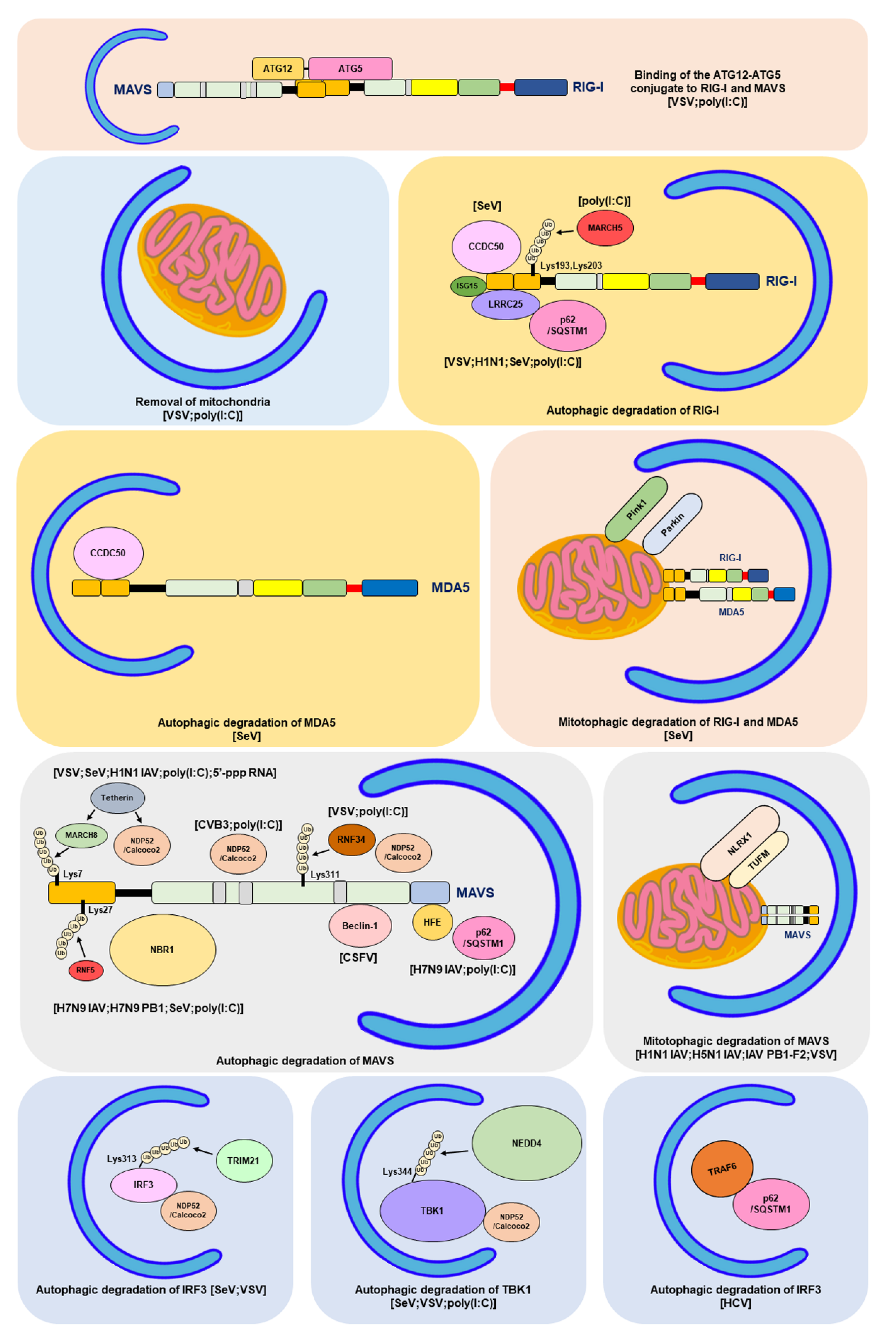 Cells 12 00956 g004 Cells 12 00956 g004