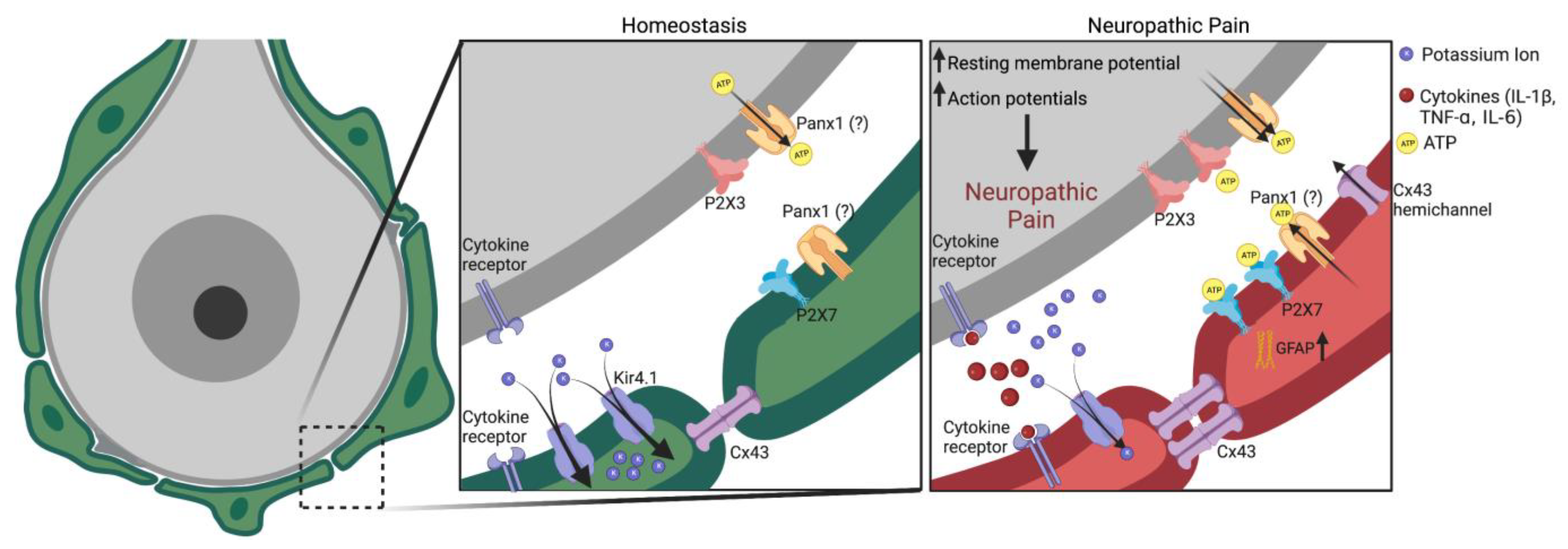 Cells 12 00965 g002 Cells 12 00965 g002