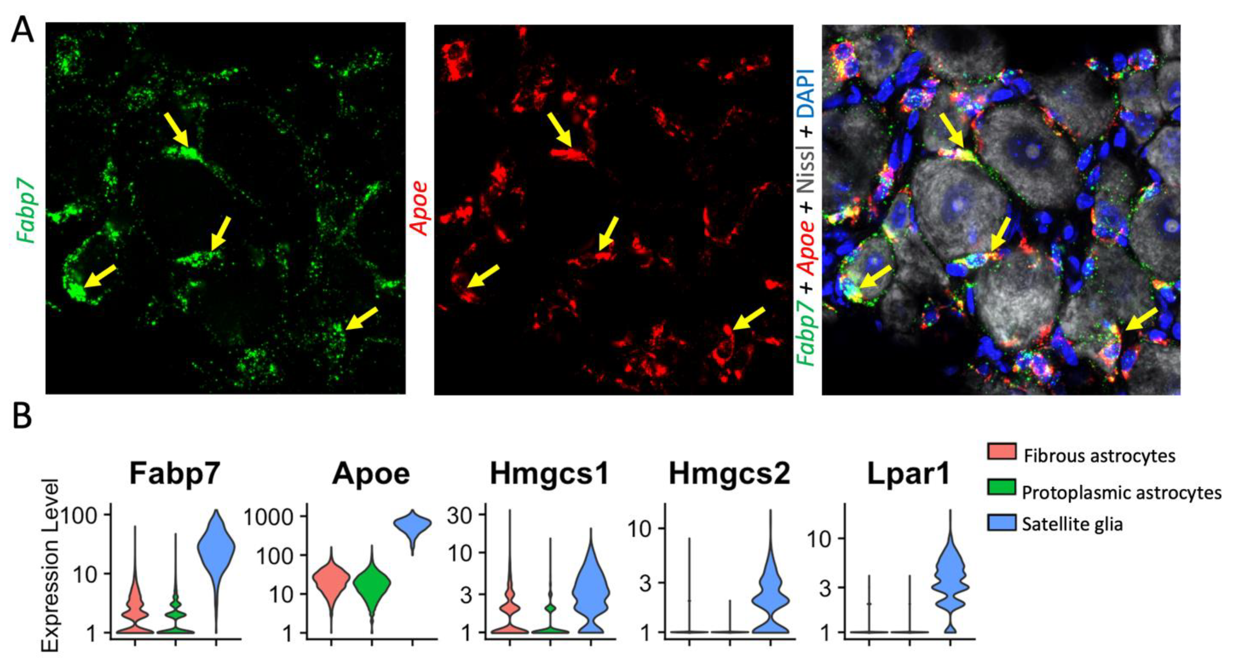 Cells 12 00965 g005 Cells 12 00965 g005