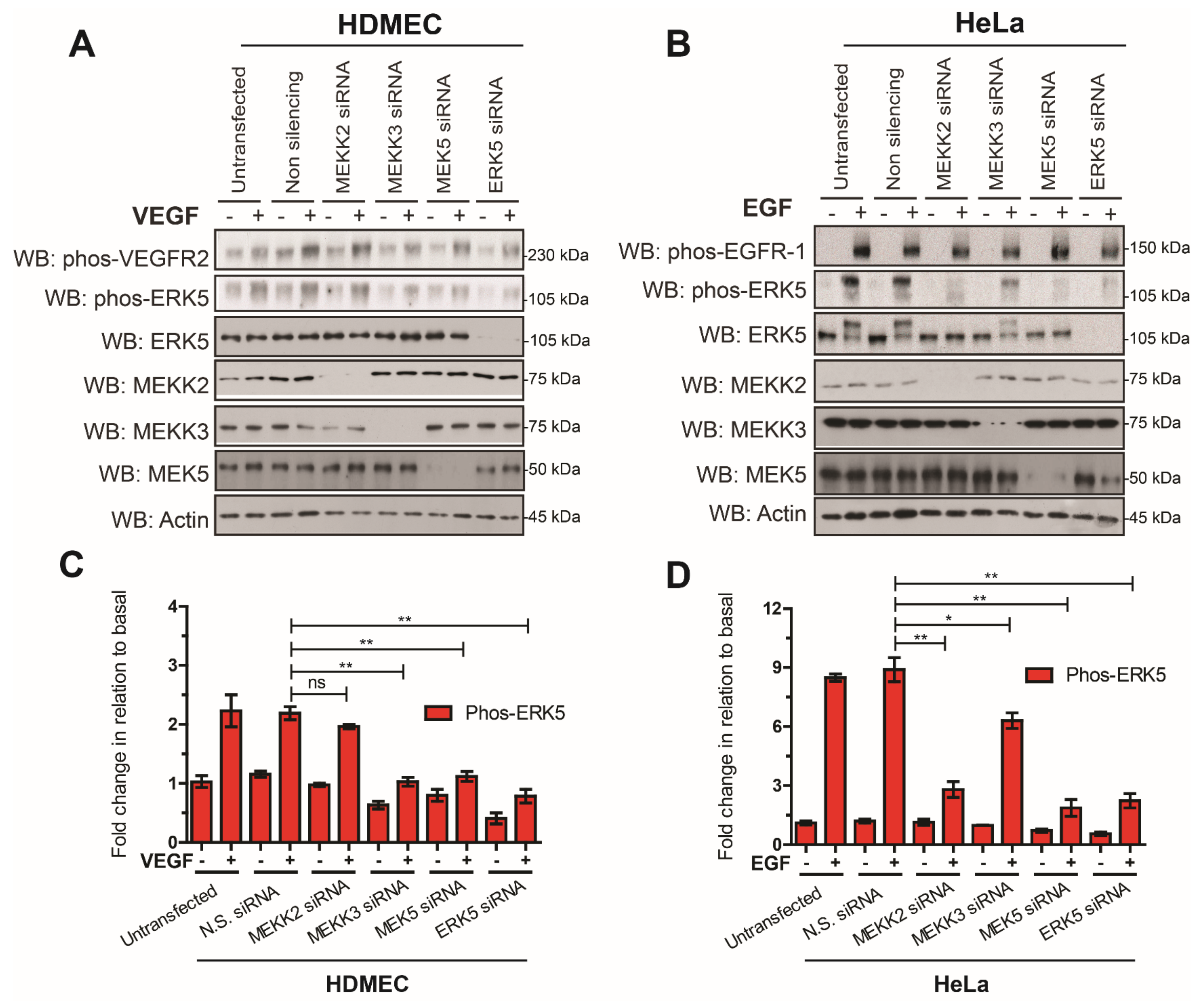 Cells 12 00967 g003 Cells 12 00967 g003