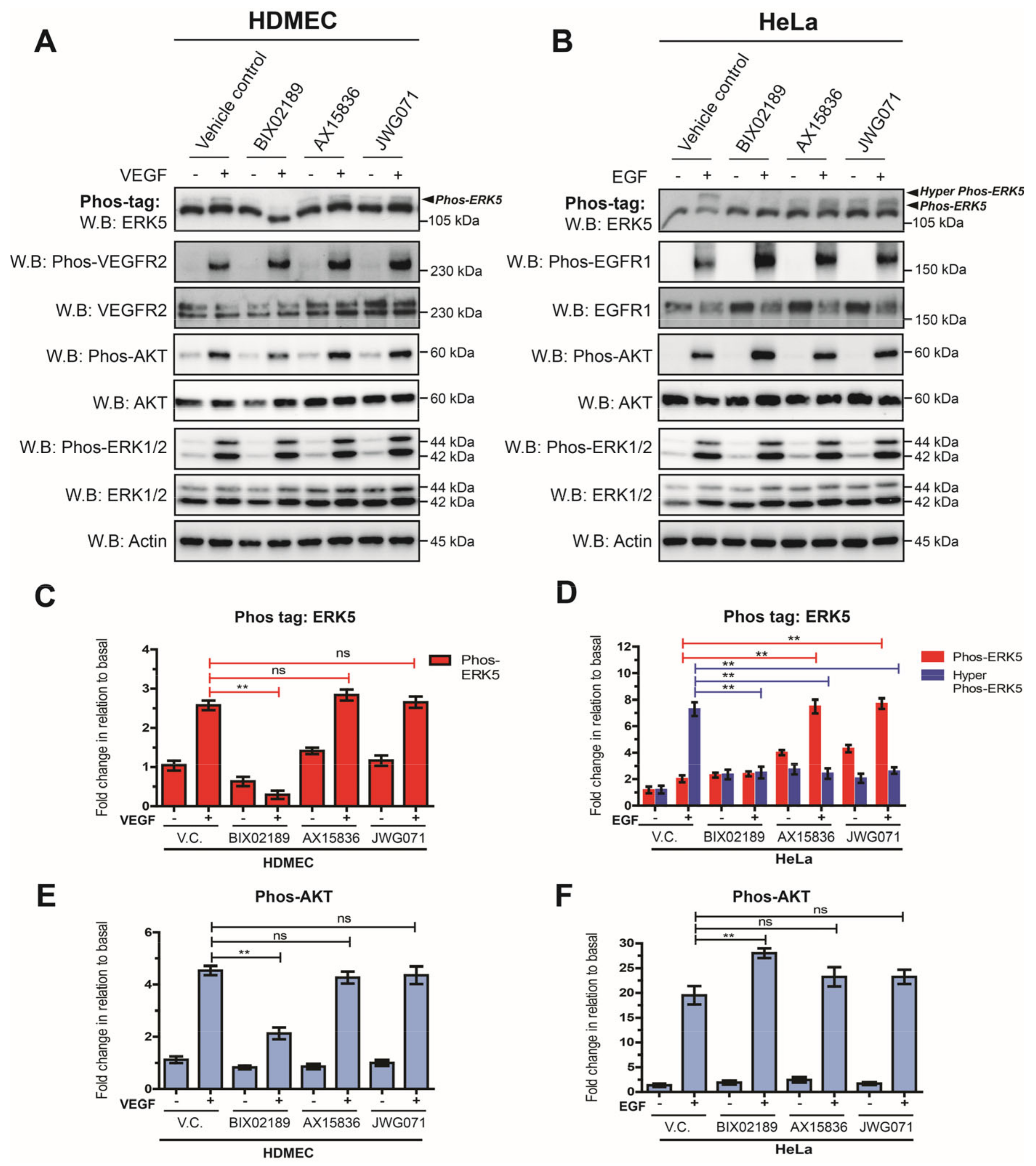 Cells 12 00967 g005 Cells 12 00967 g005