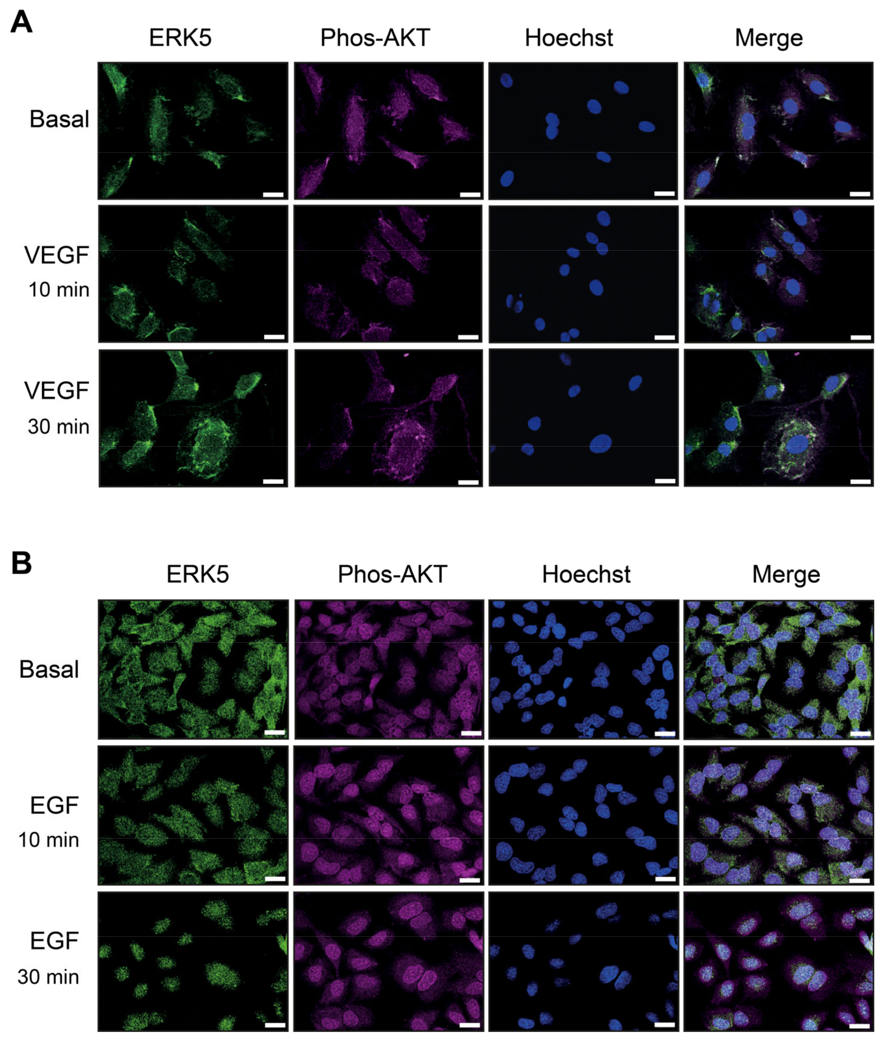 Cells 12 00967 g006 Cells 12 00967 g006