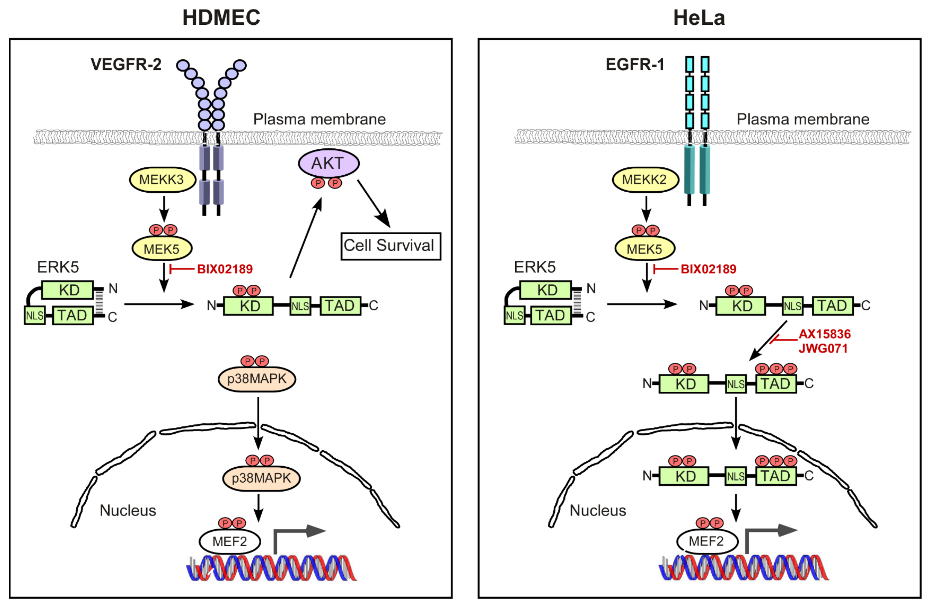 Cells 12 00967 g008 Cells 12 00967 g008