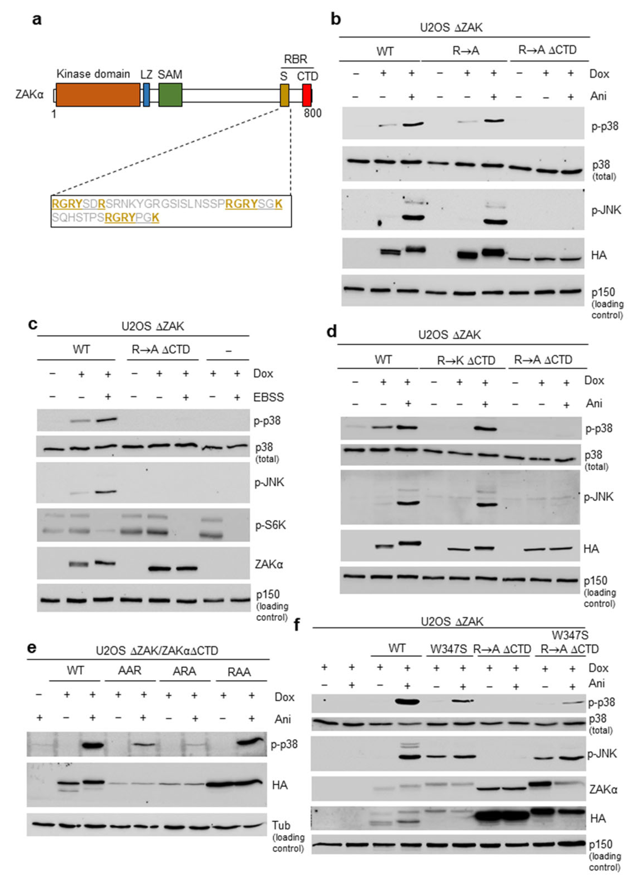 Cells 12 00969 g001 Cells 12 00969 g001