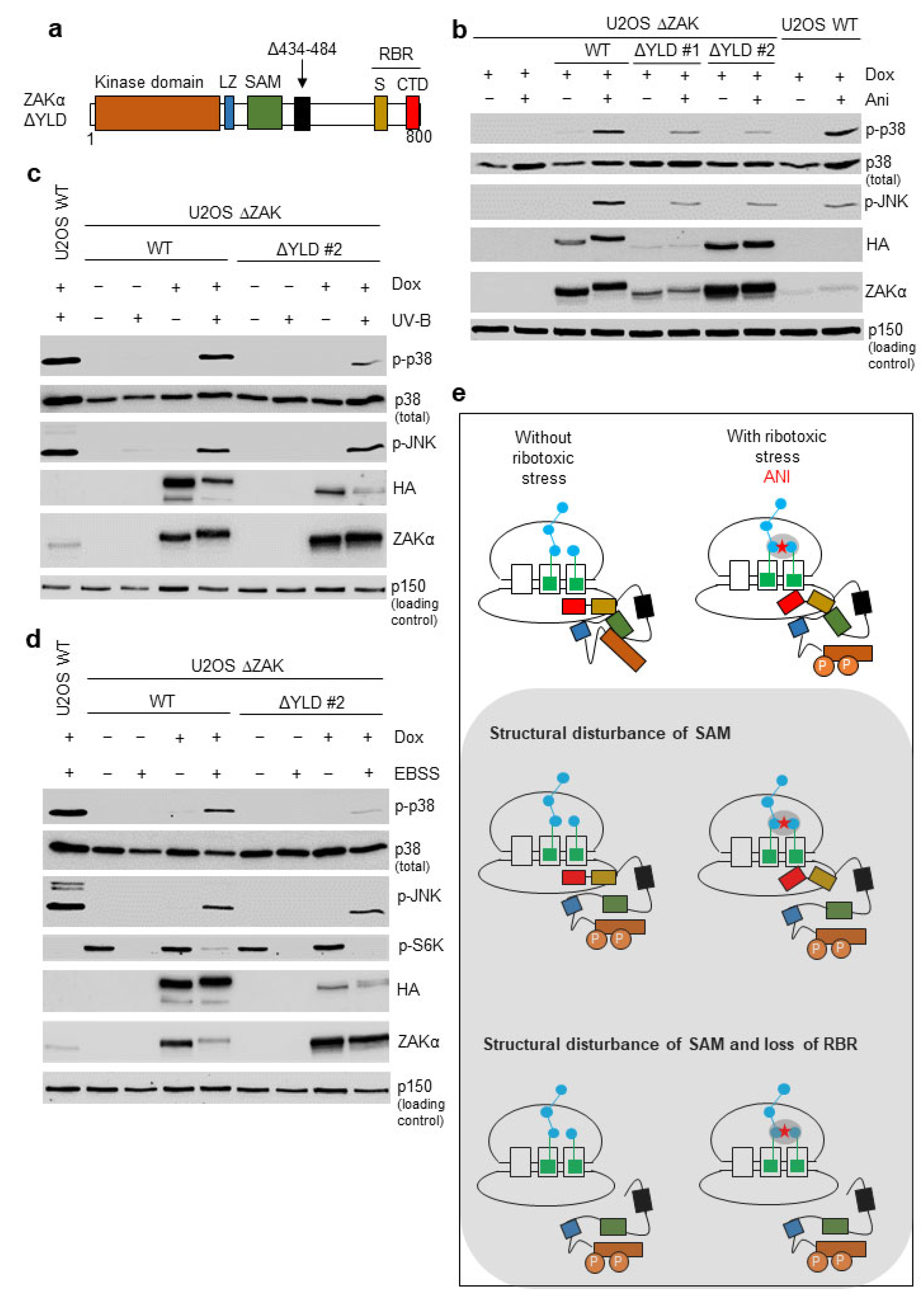 Cells 12 00969 g005 Cells 12 00969 g005