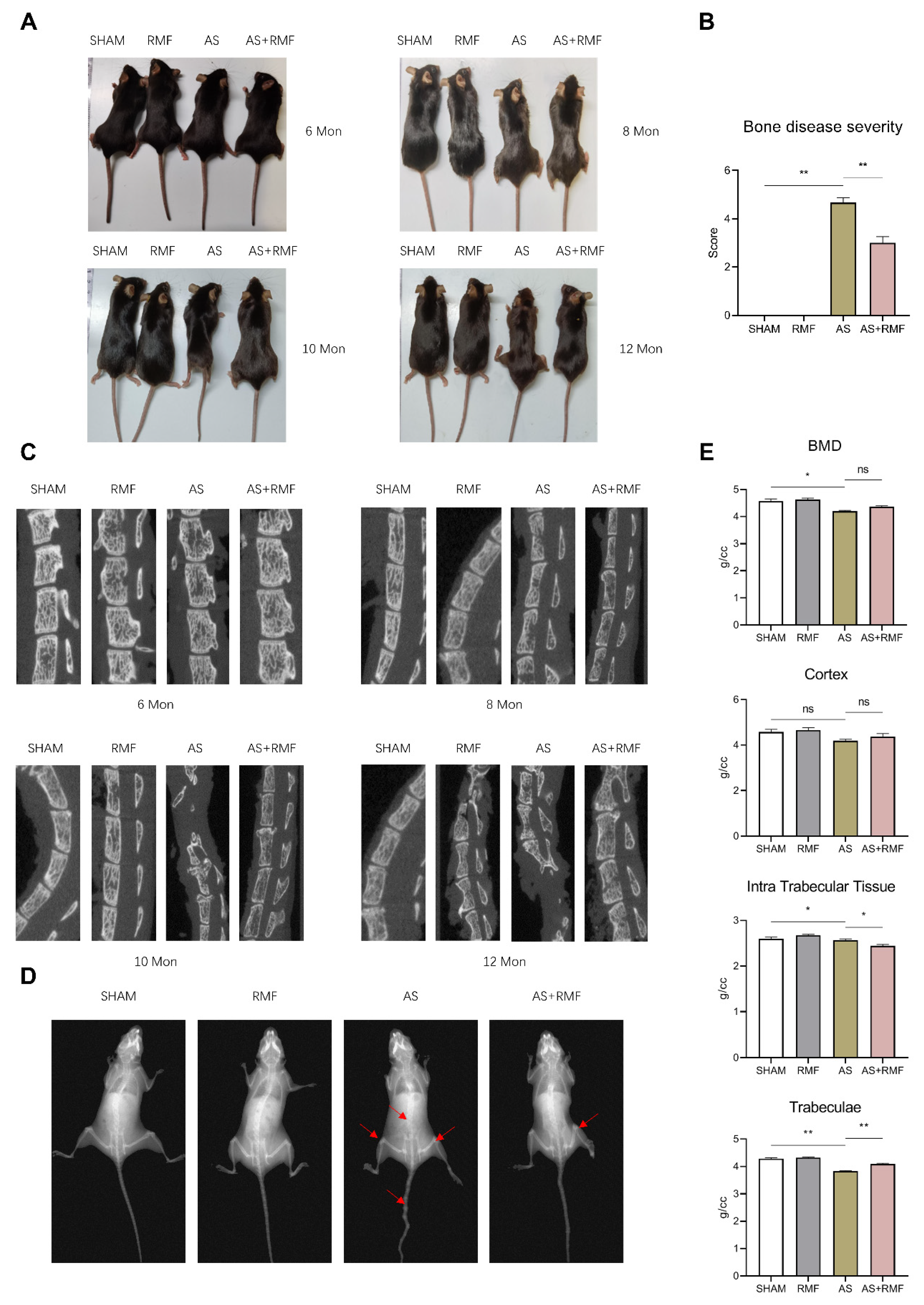Cells 12 00972 g002 Cells 12 00972 g002