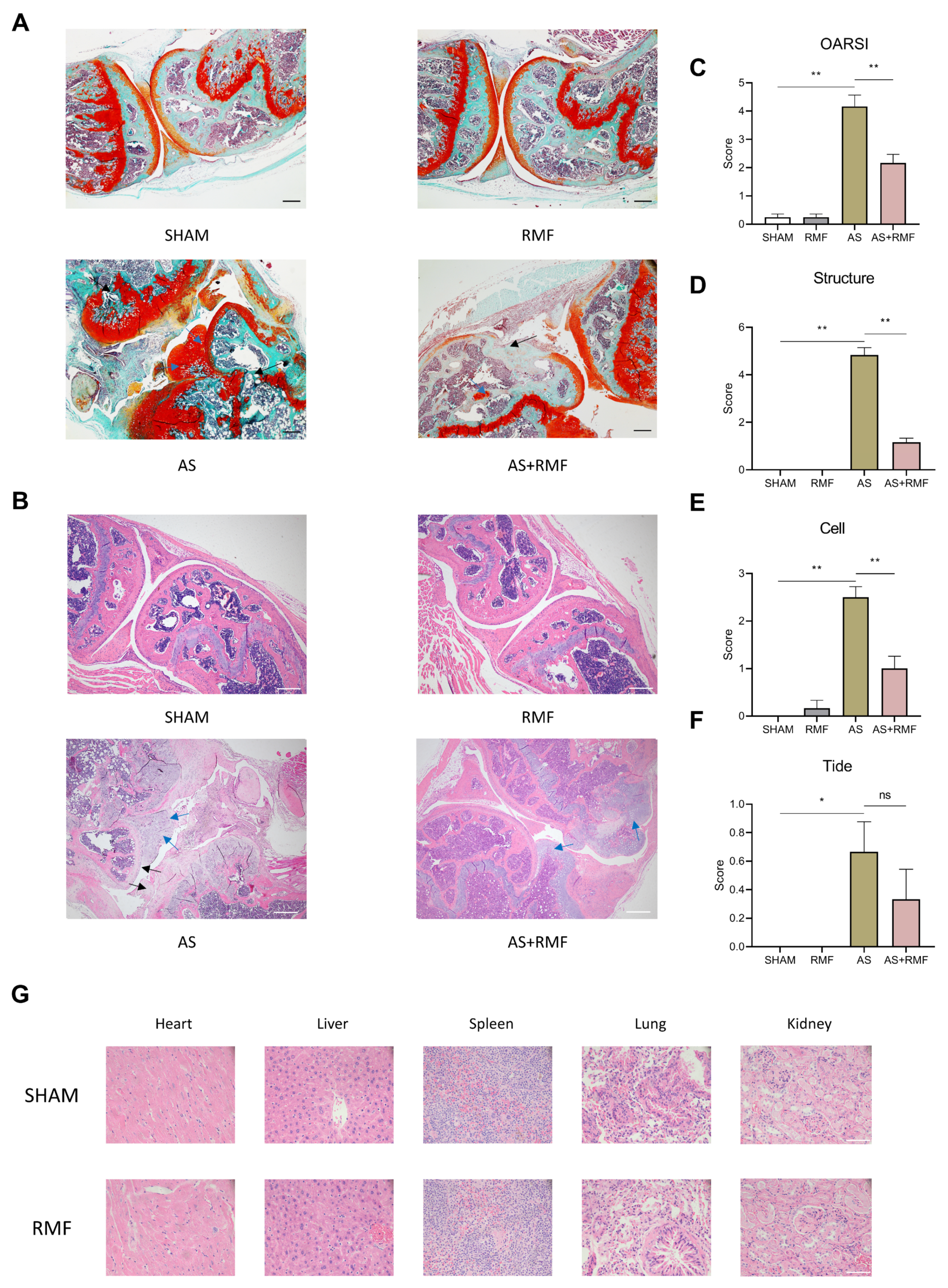 Cells 12 00972 g004 Cells 12 00972 g004