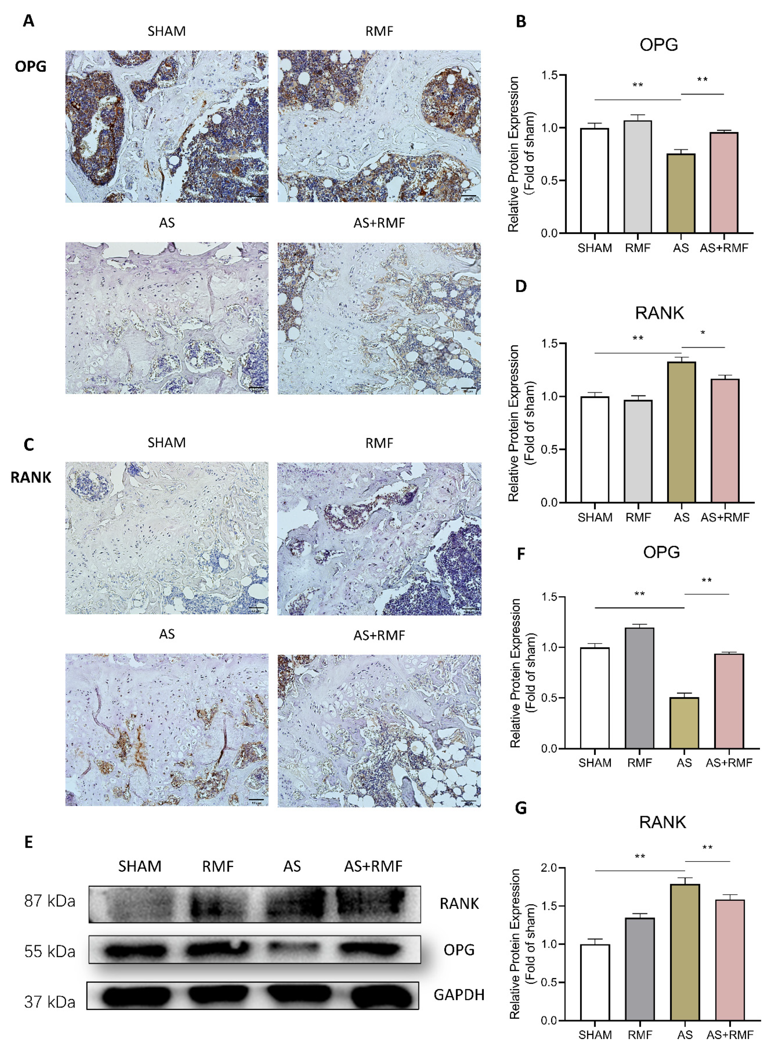 Cells 12 00972 g009 Cells 12 00972 g009