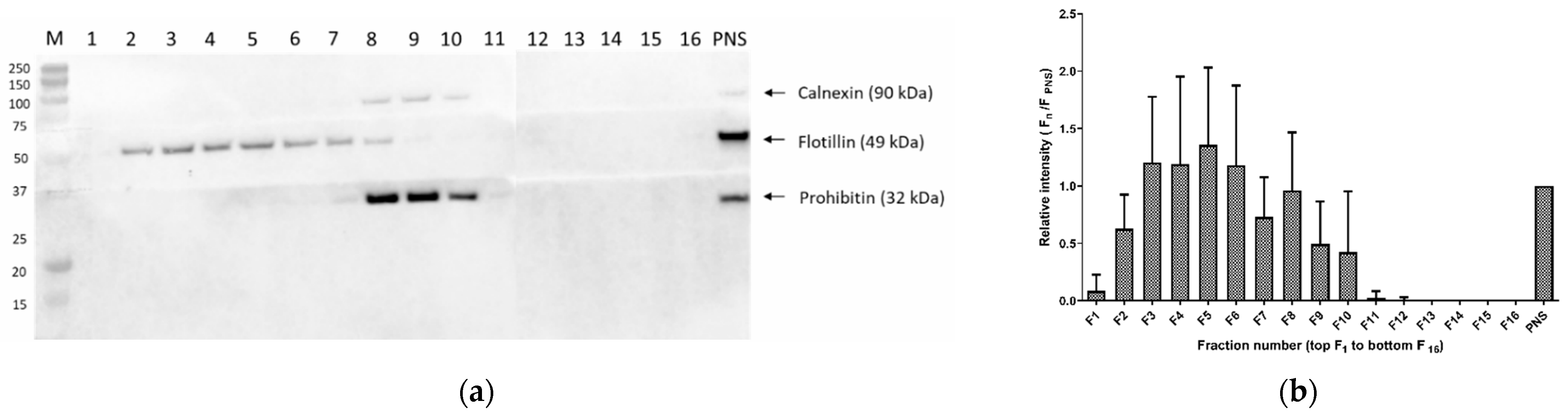 Cells 12 00974 g001a