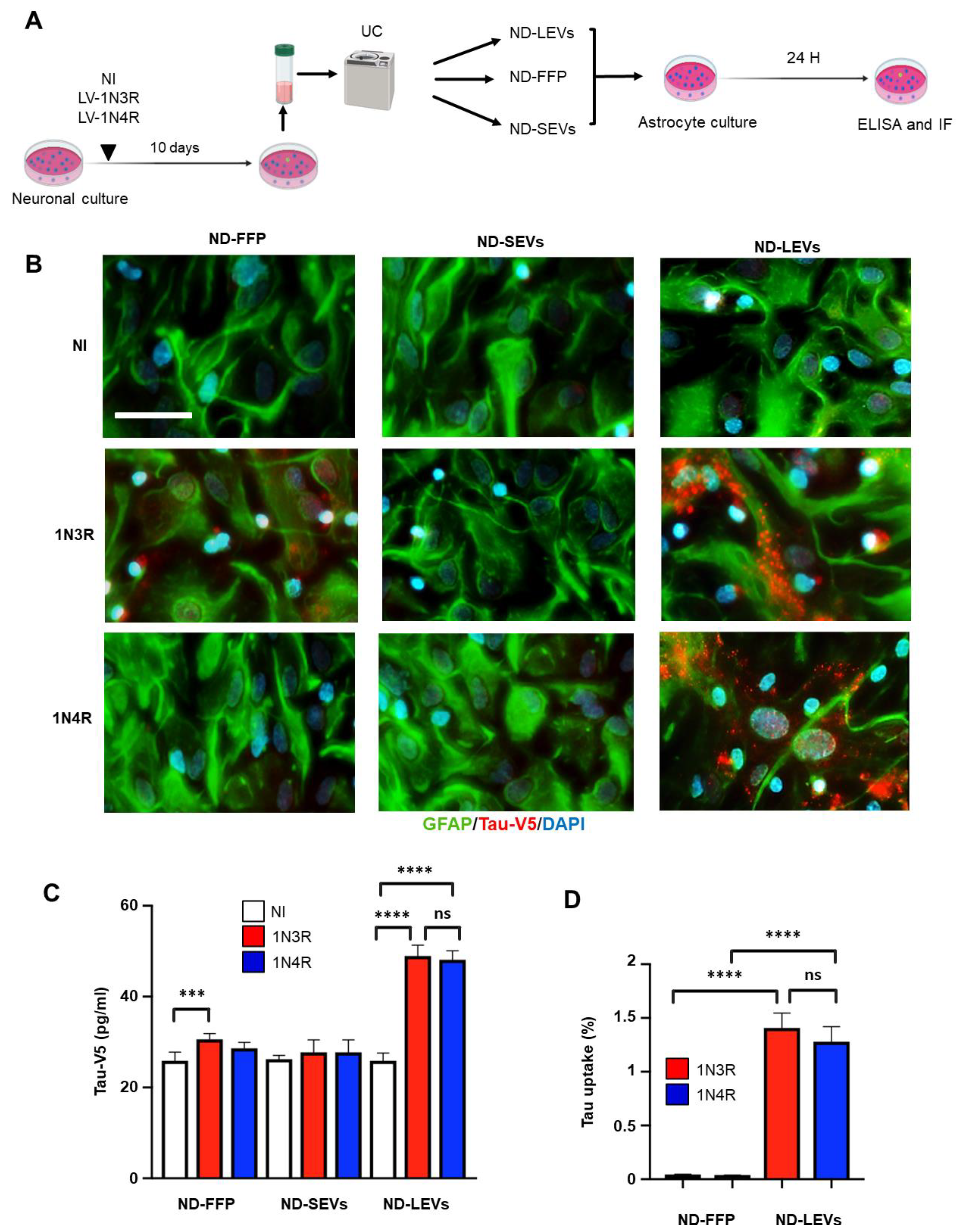 Cells 12 00985 g003 Cells 12 00985 g003