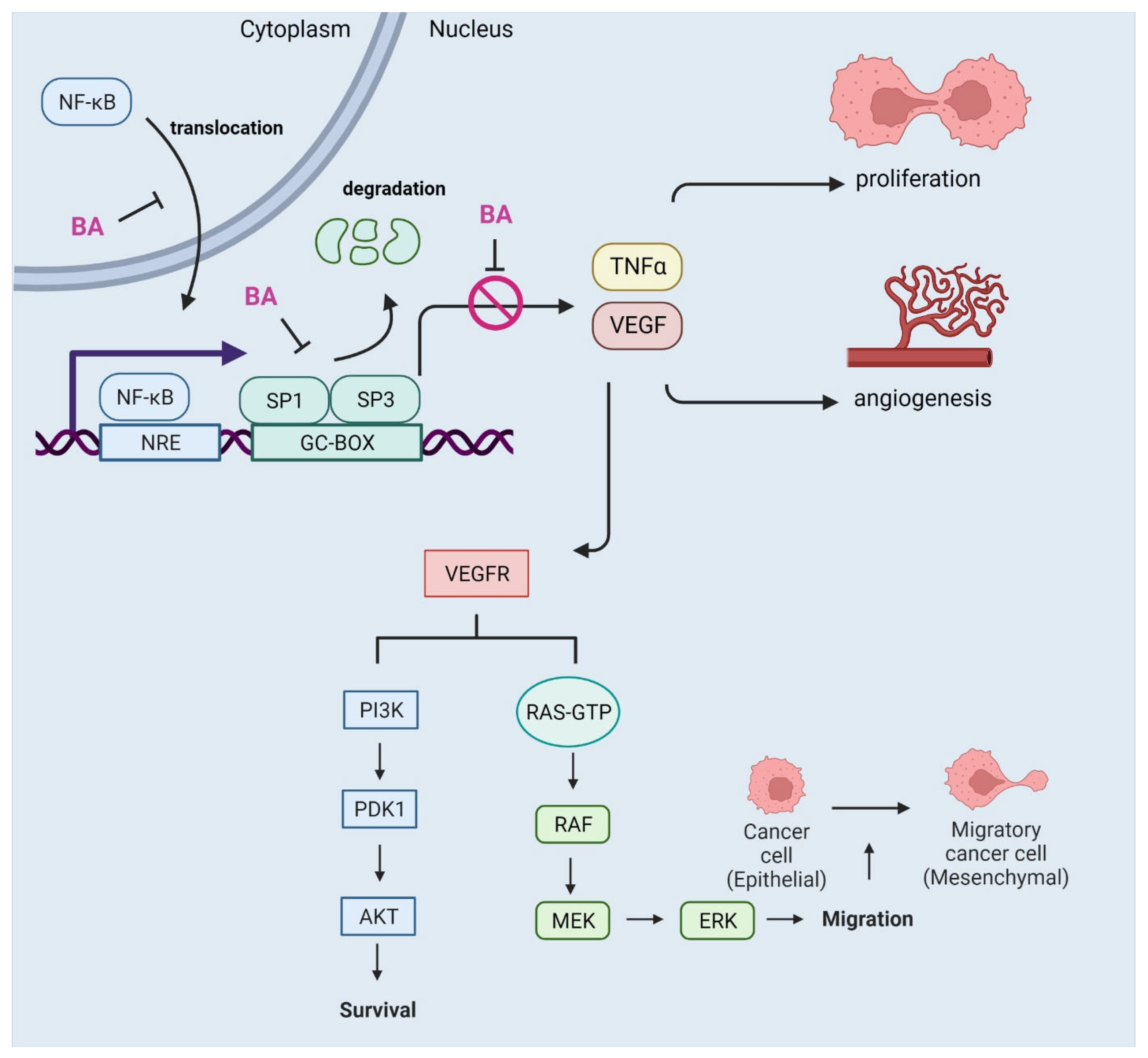 Cells 12 00986 g003 Cells 12 00986 g003