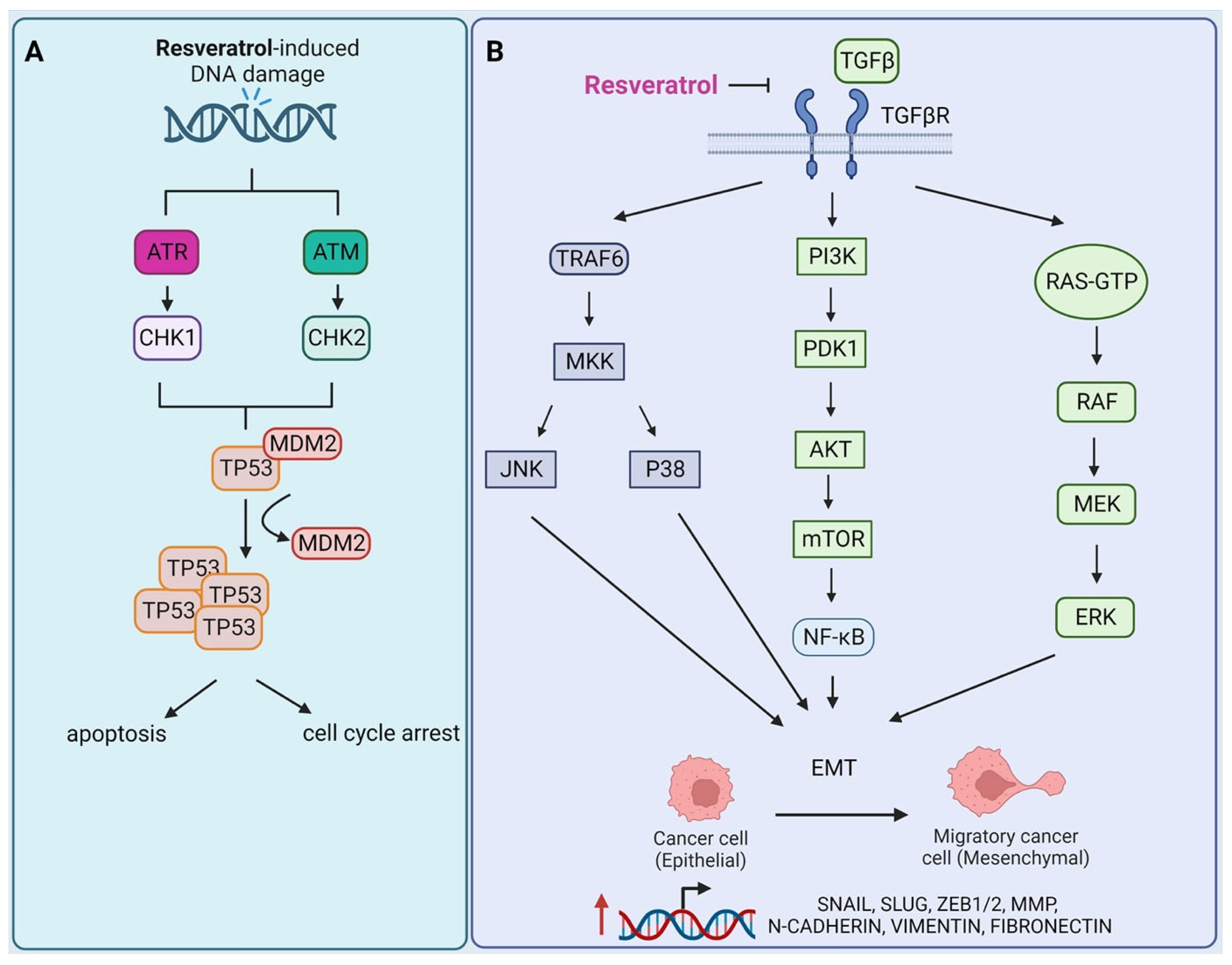 Cells 12 00986 g005 Cells 12 00986 g005