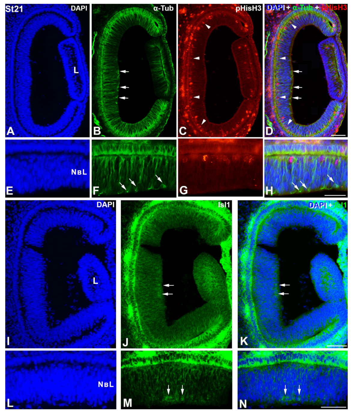 Cells 12 00989 g001 Cells 12 00989 g001