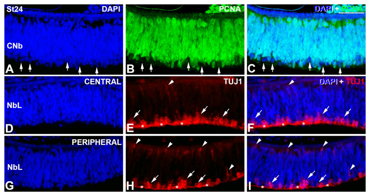 Cells 12 00989 g002 Cells 12 00989 g002