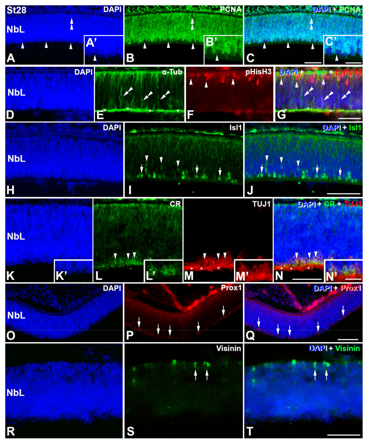 Cells 12 00989 g003 Cells 12 00989 g003
