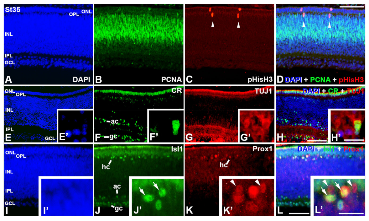 Cells 12 00989 g005 Cells 12 00989 g005