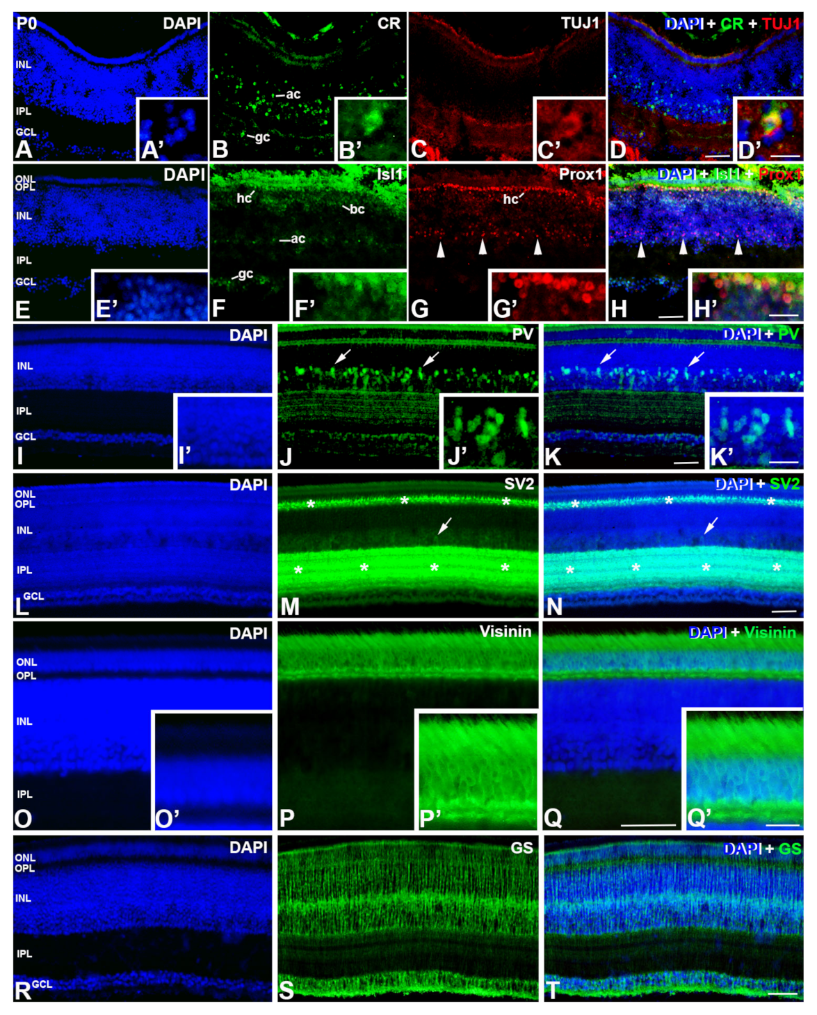 Cells 12 00989 g007 Cells 12 00989 g007