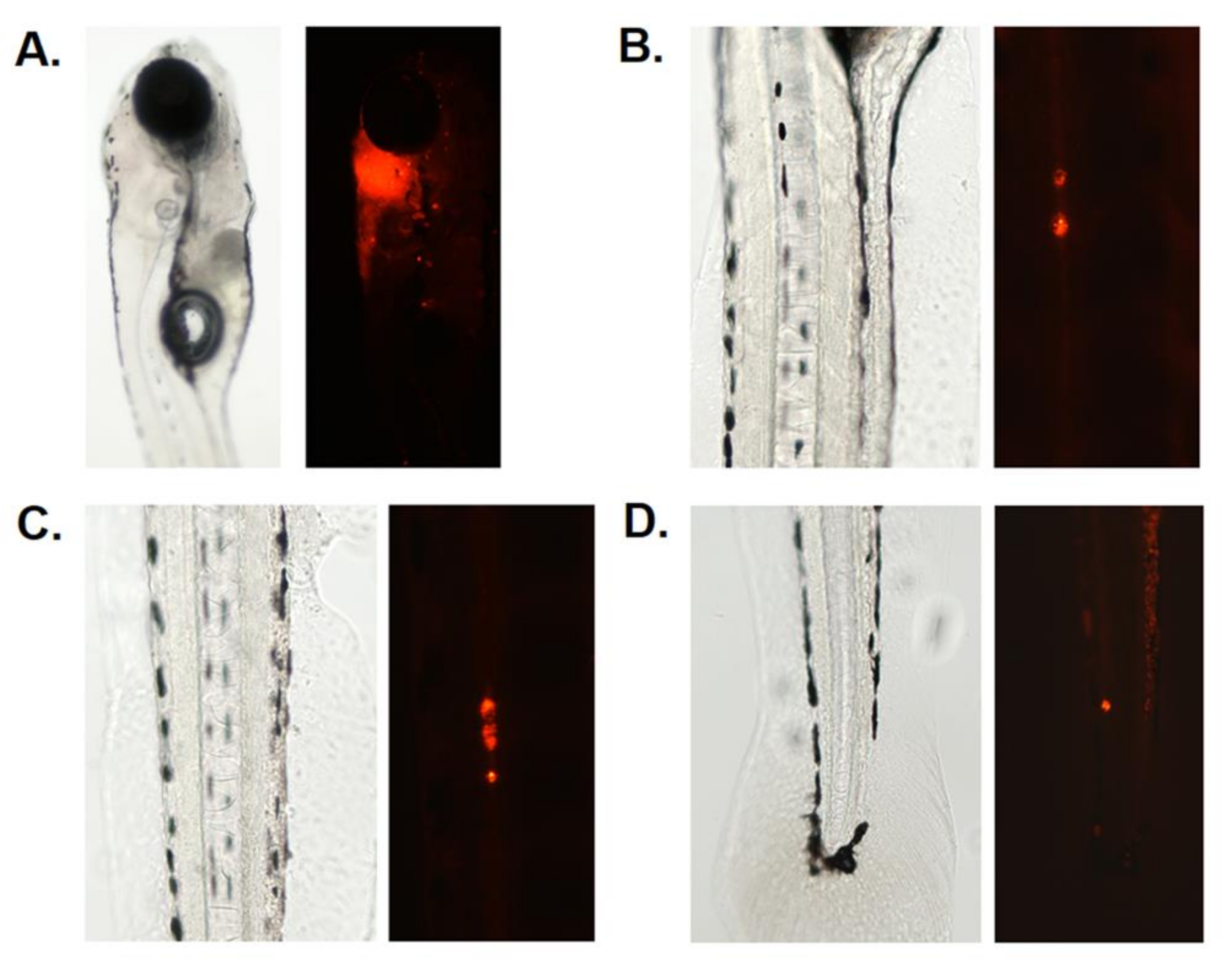 Cells 12 00995 g002 Cells 12 00995 g002