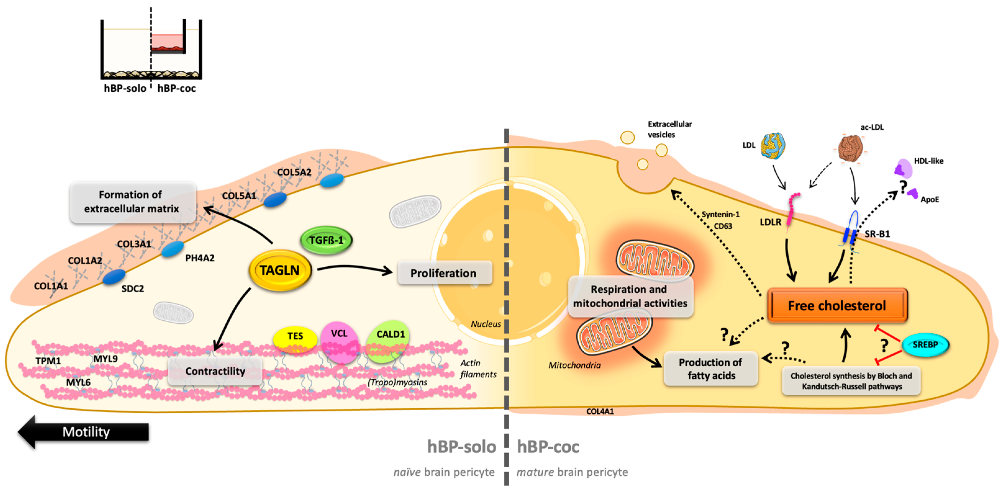 Cells 12 01010 g007 Cells 12 01010 g007