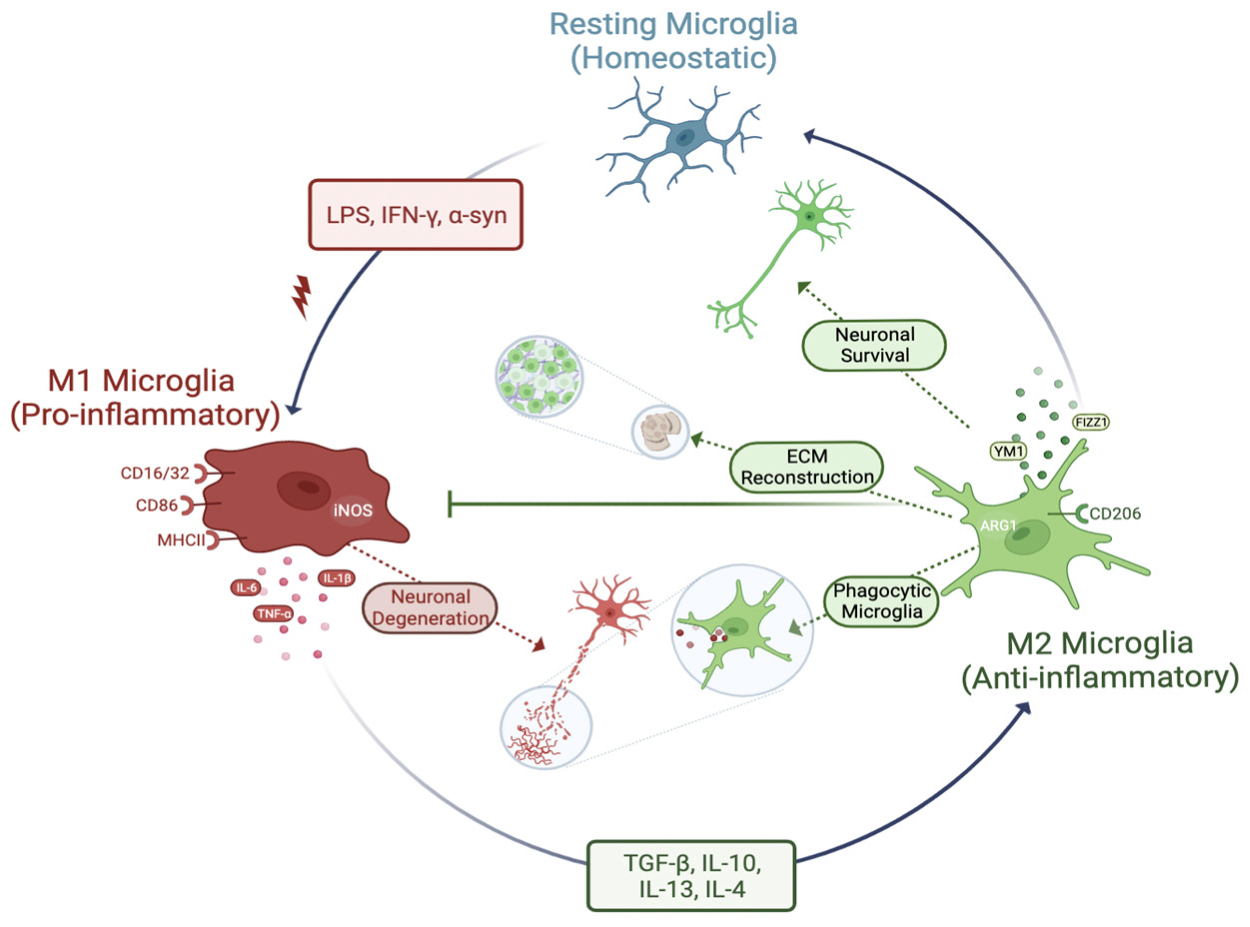 Frontiers the mechanism of microglia mediated immune 60 off