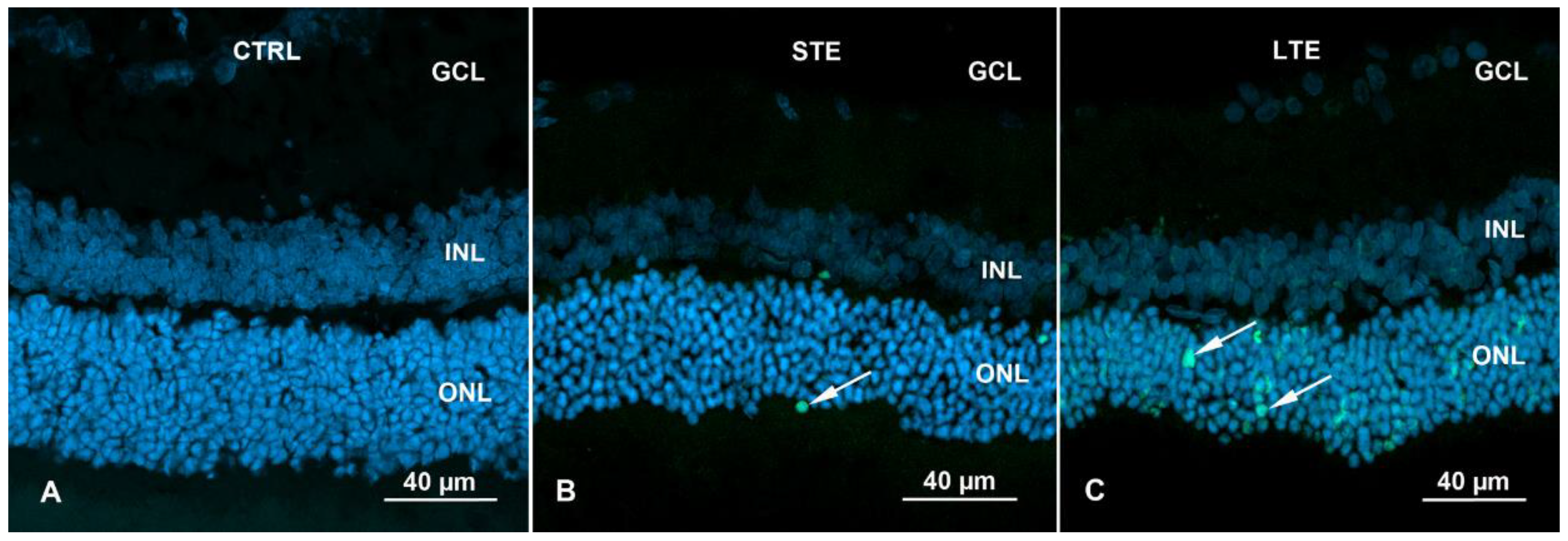 Cells 12 01014 g008 Cells 12 01014 g008