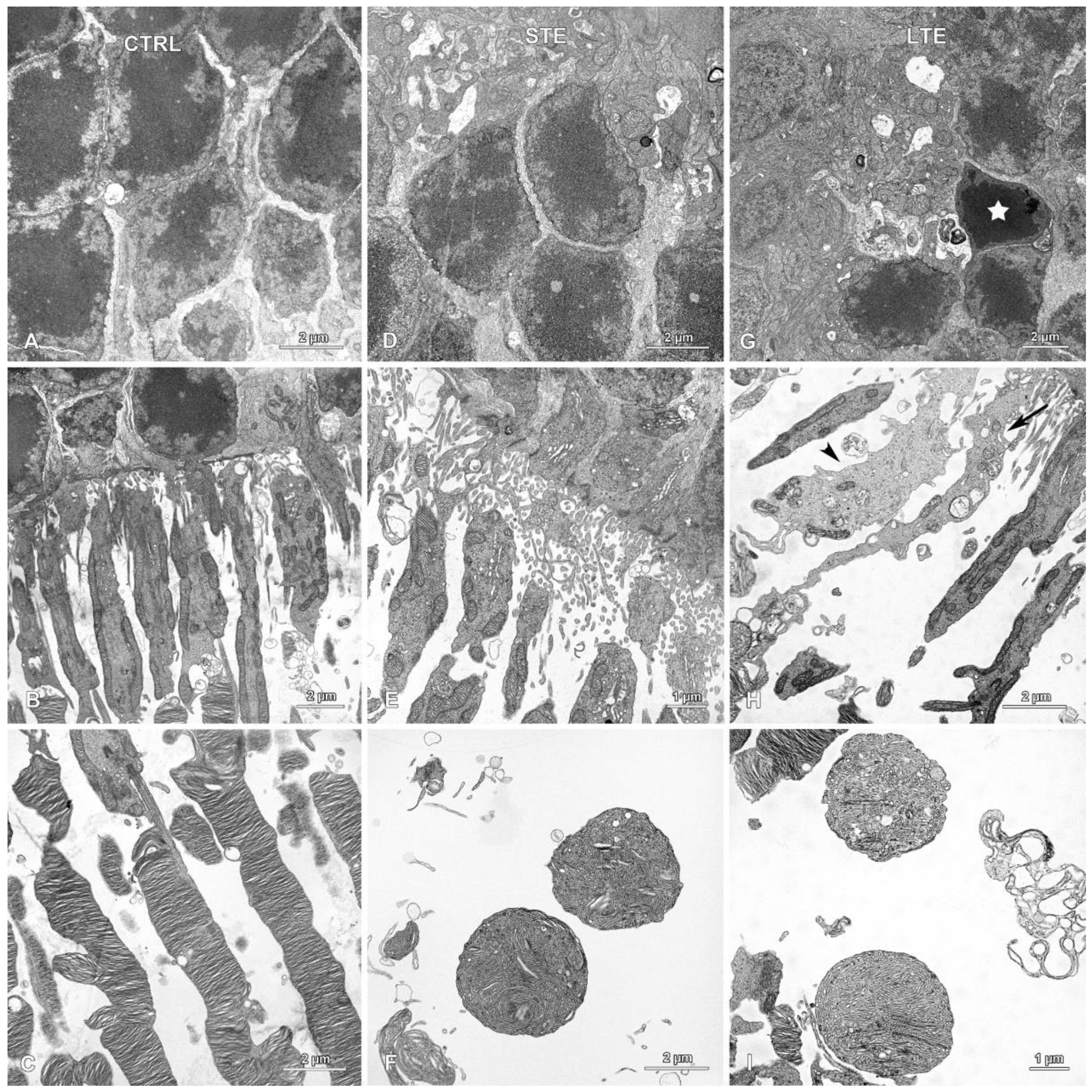 Cells 12 01014 g010 Cells 12 01014 g010