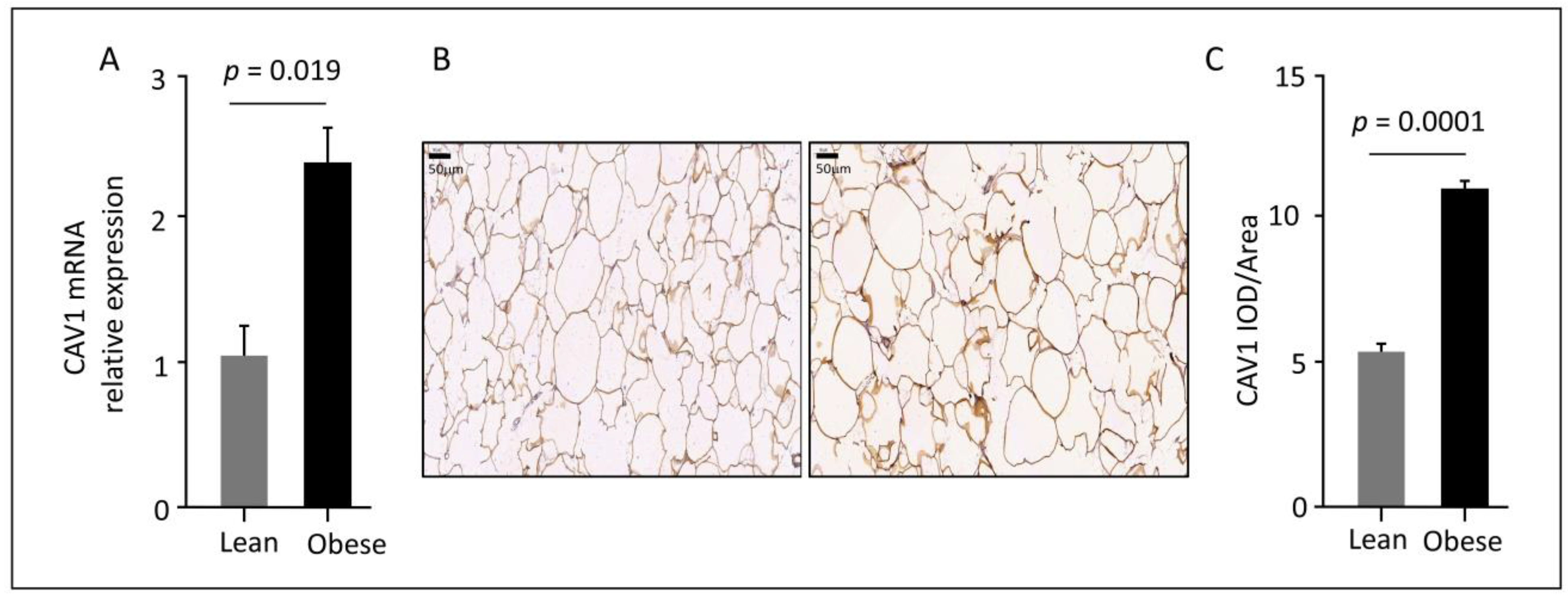 Cells 12 01019 g001 Cells 12 01019 g001