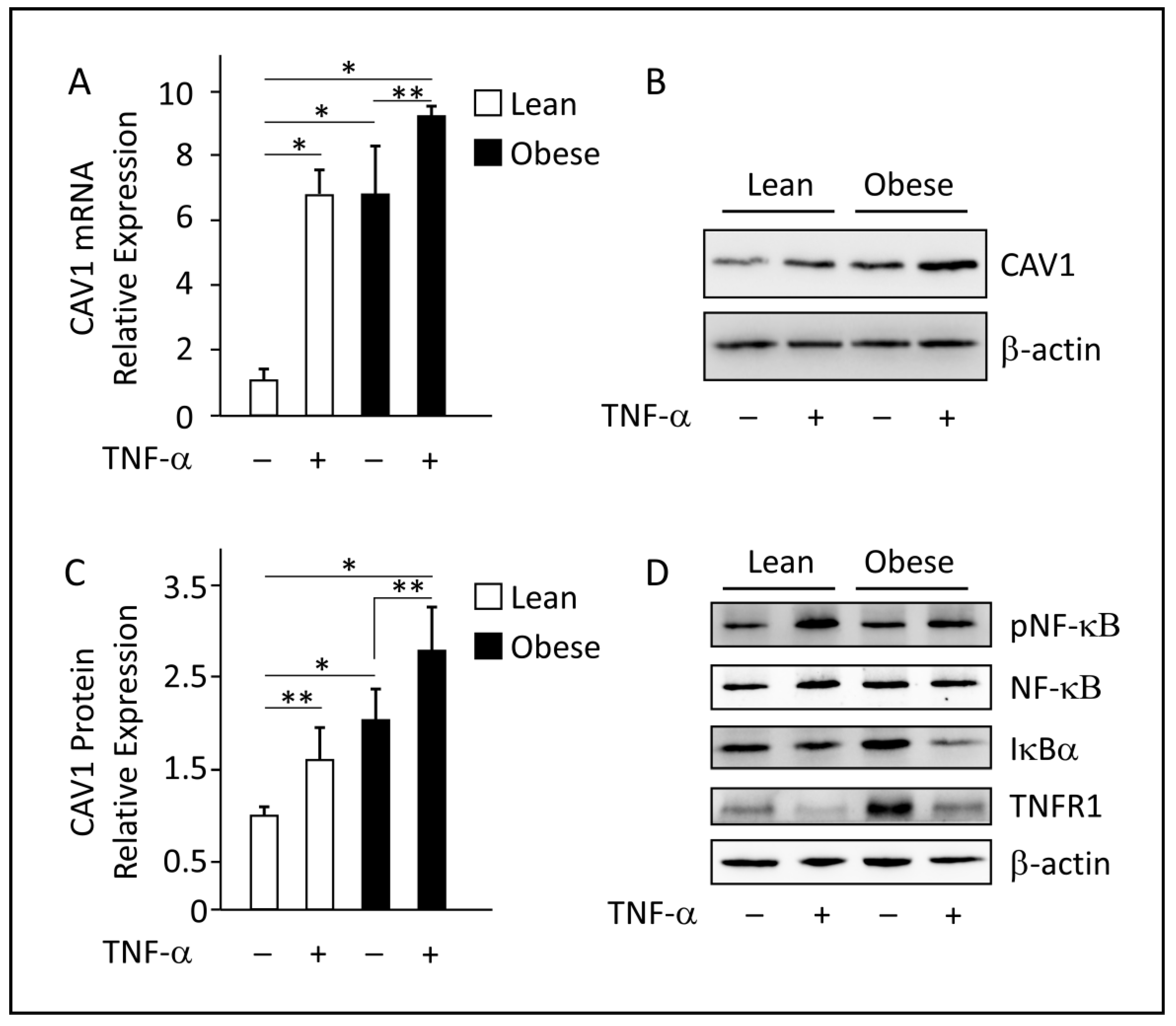 Cells 12 01019 g004 Cells 12 01019 g004