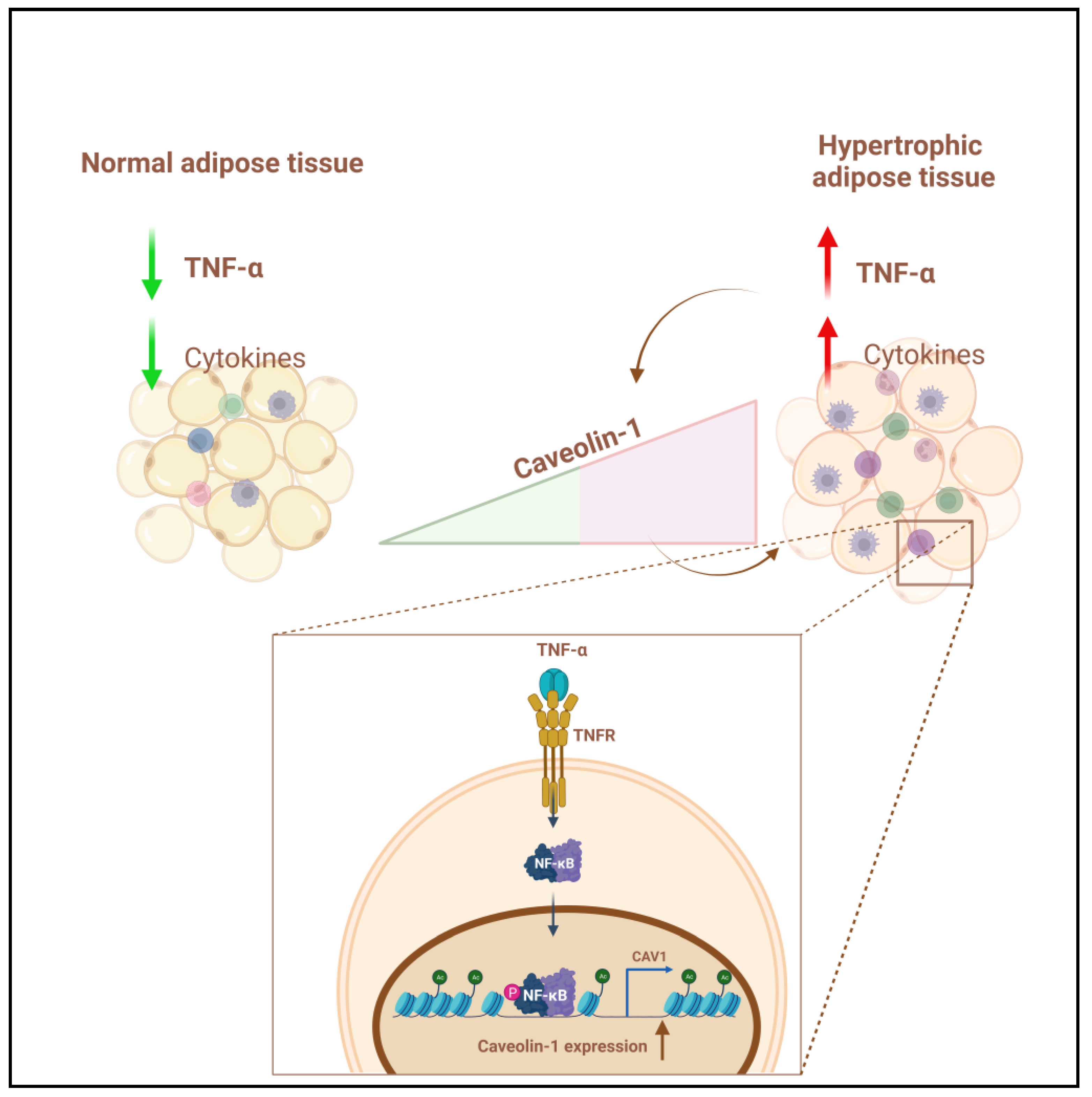 Cells 12 01019 g006 Cells 12 01019 g006