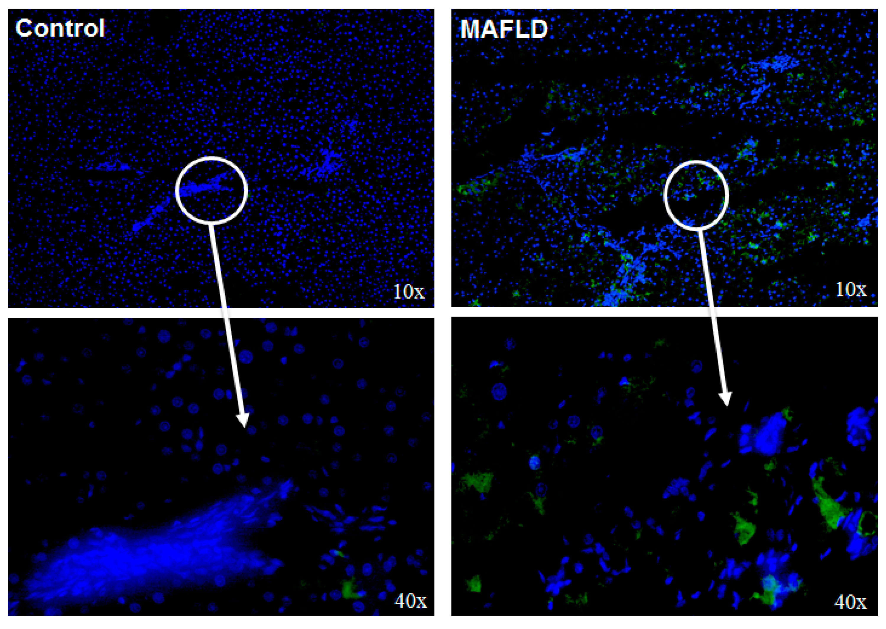 Cells 12 01022 g004 Cells 12 01022 g004
