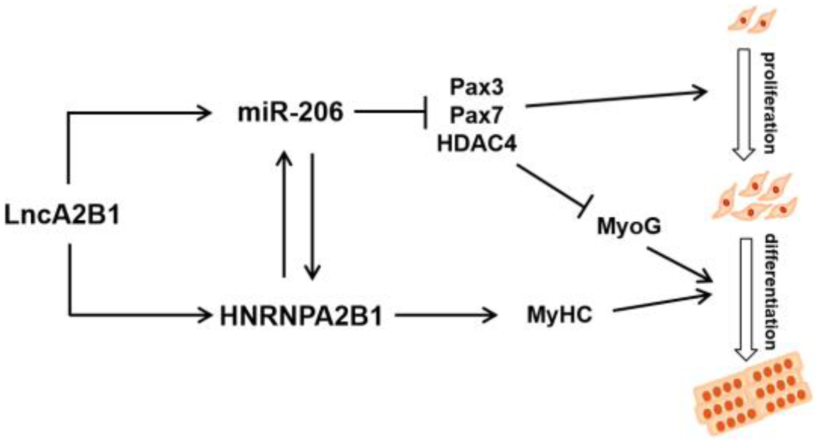 Cells 12 01028 g007 Cells 12 01028 g007