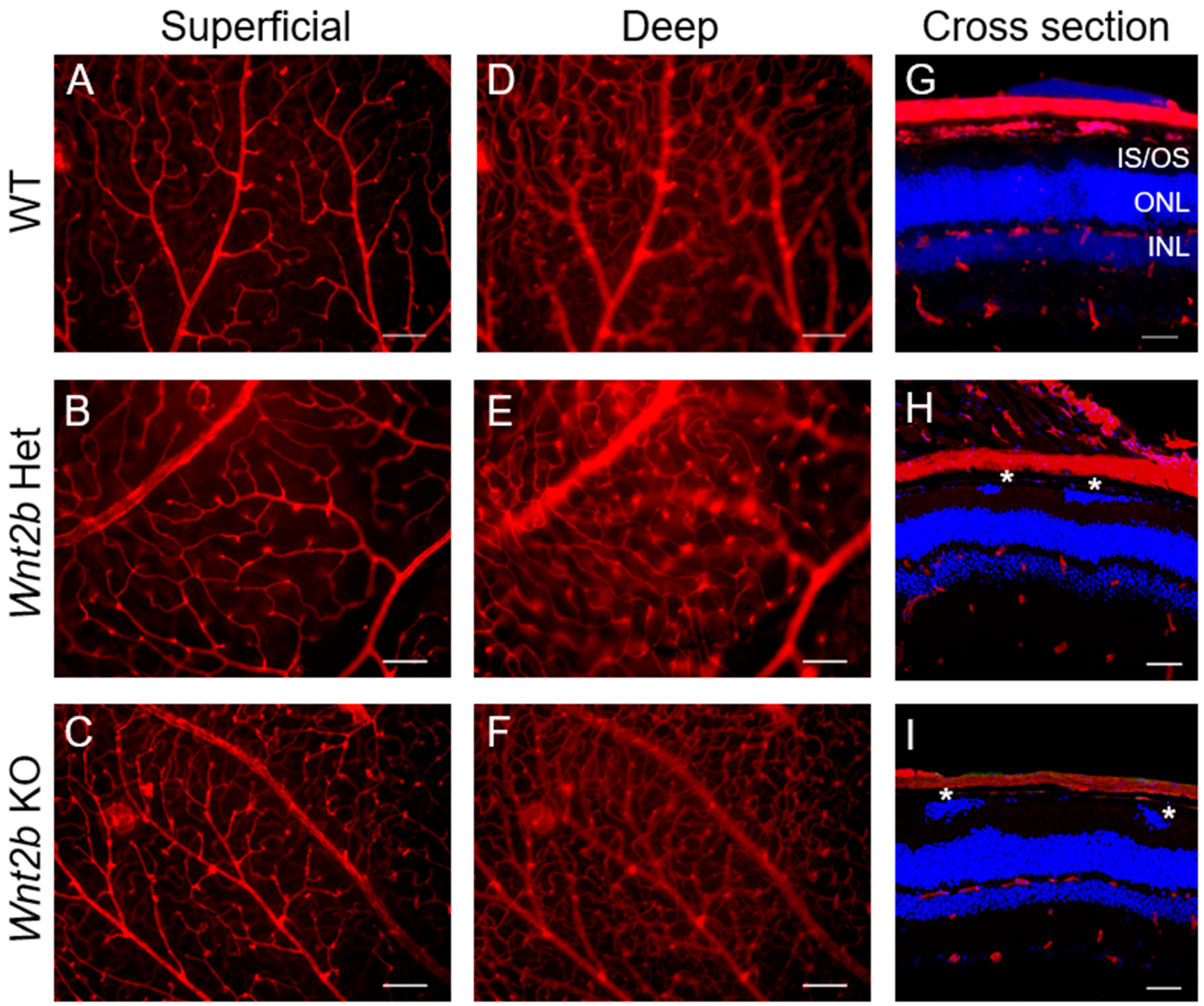 Cells 12 01033 g002 Cells 12 01033 g002