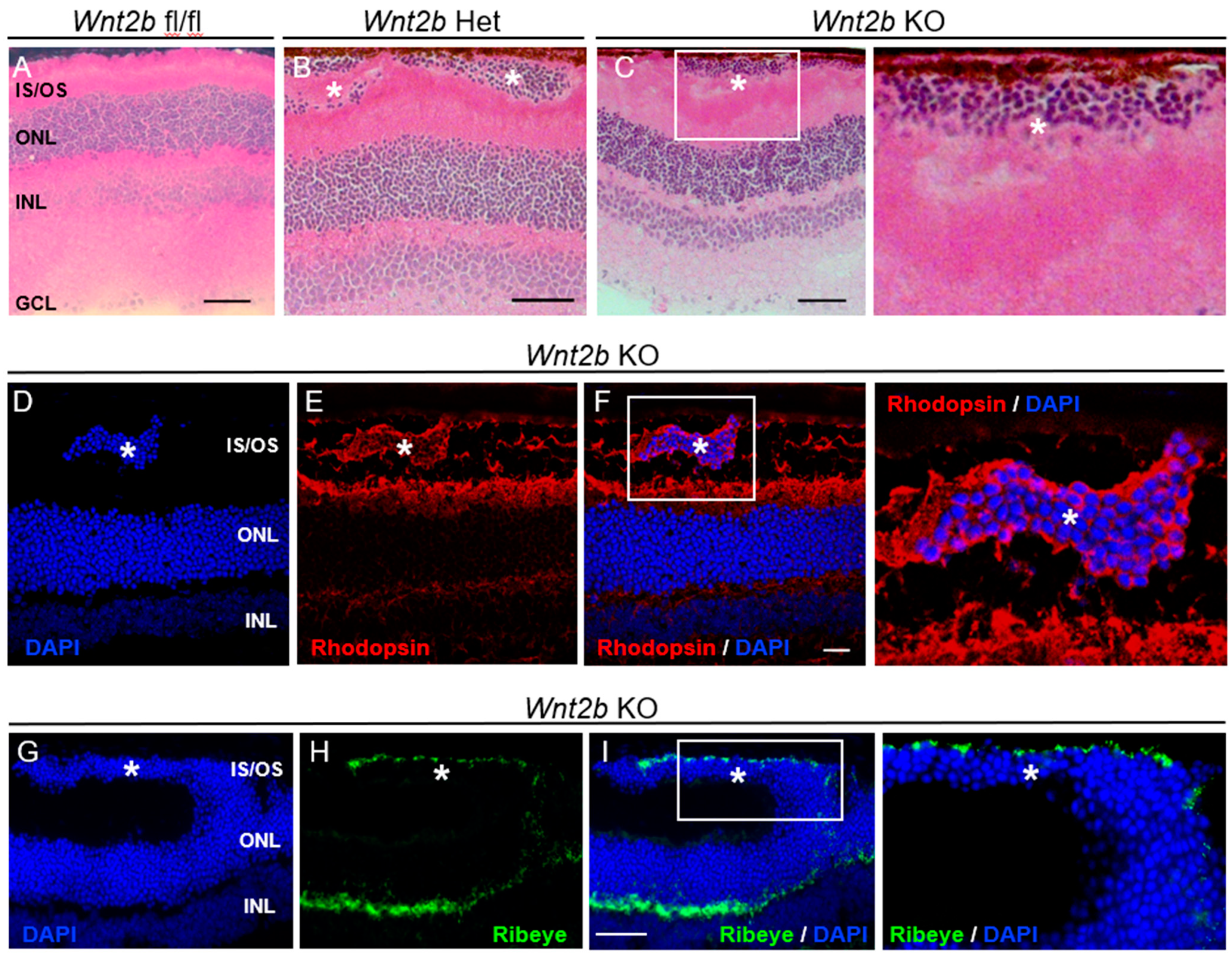 Cells 12 01033 g003 Cells 12 01033 g003