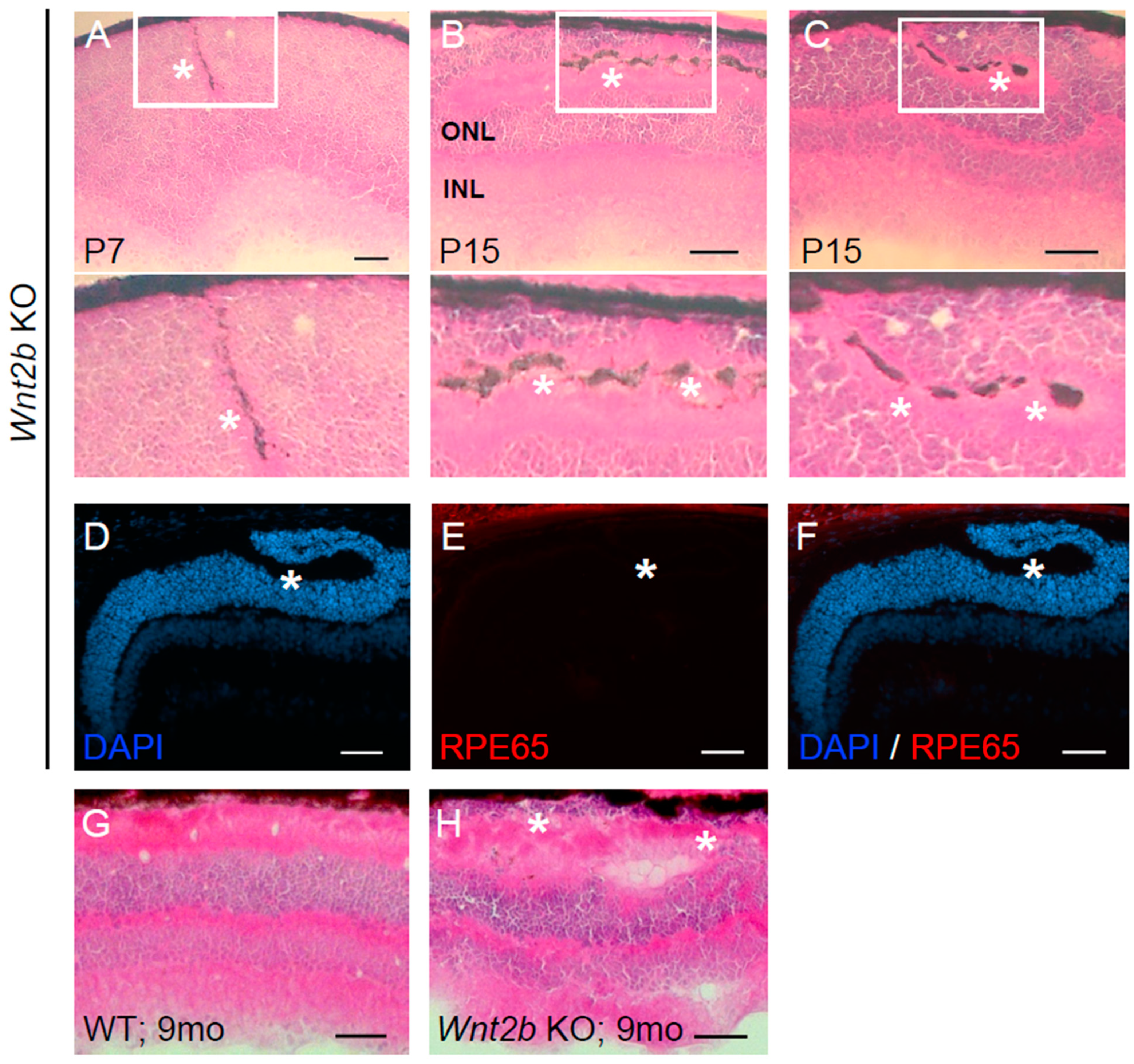 Cells 12 01033 g004 Cells 12 01033 g004
