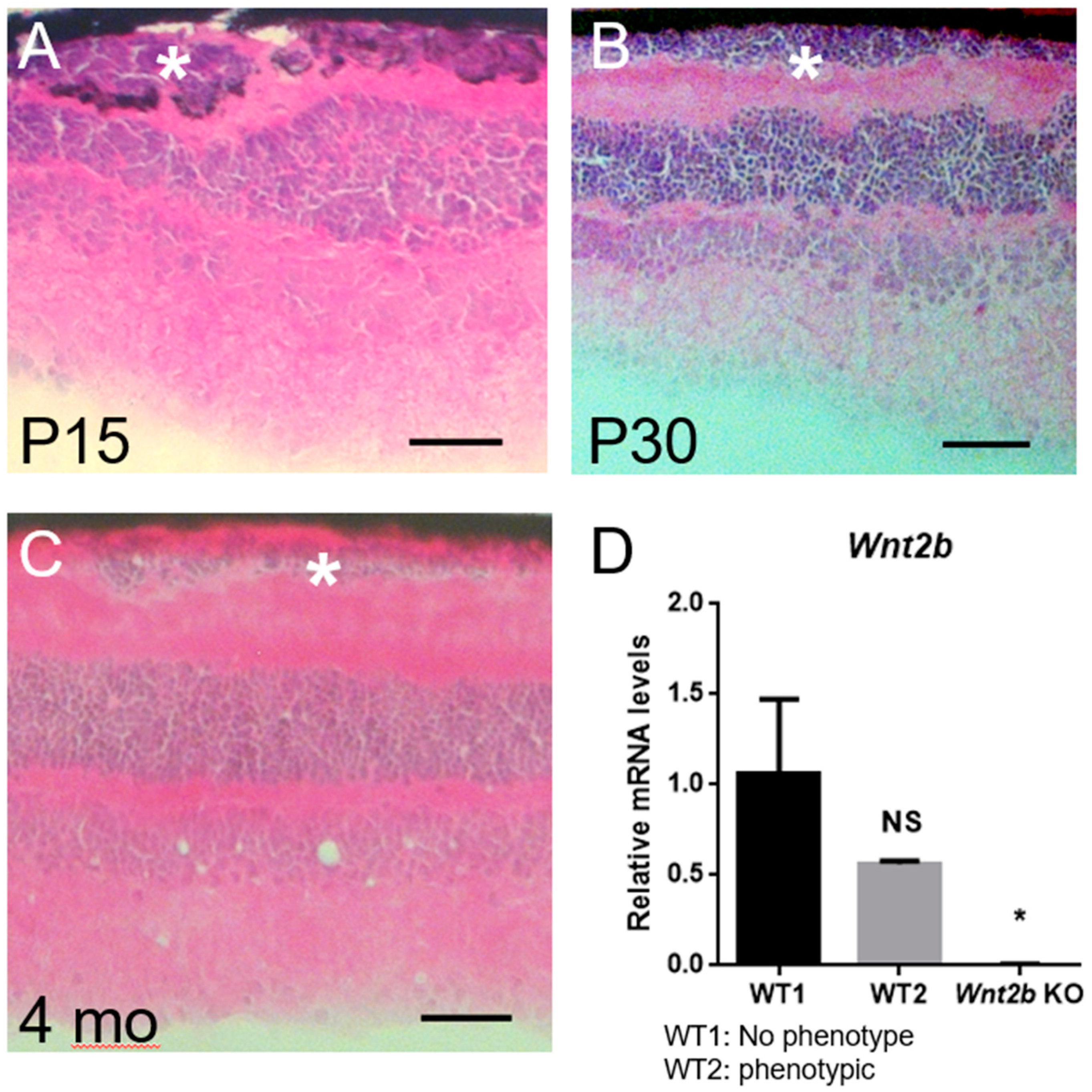 Cells 12 01033 g006 Cells 12 01033 g006