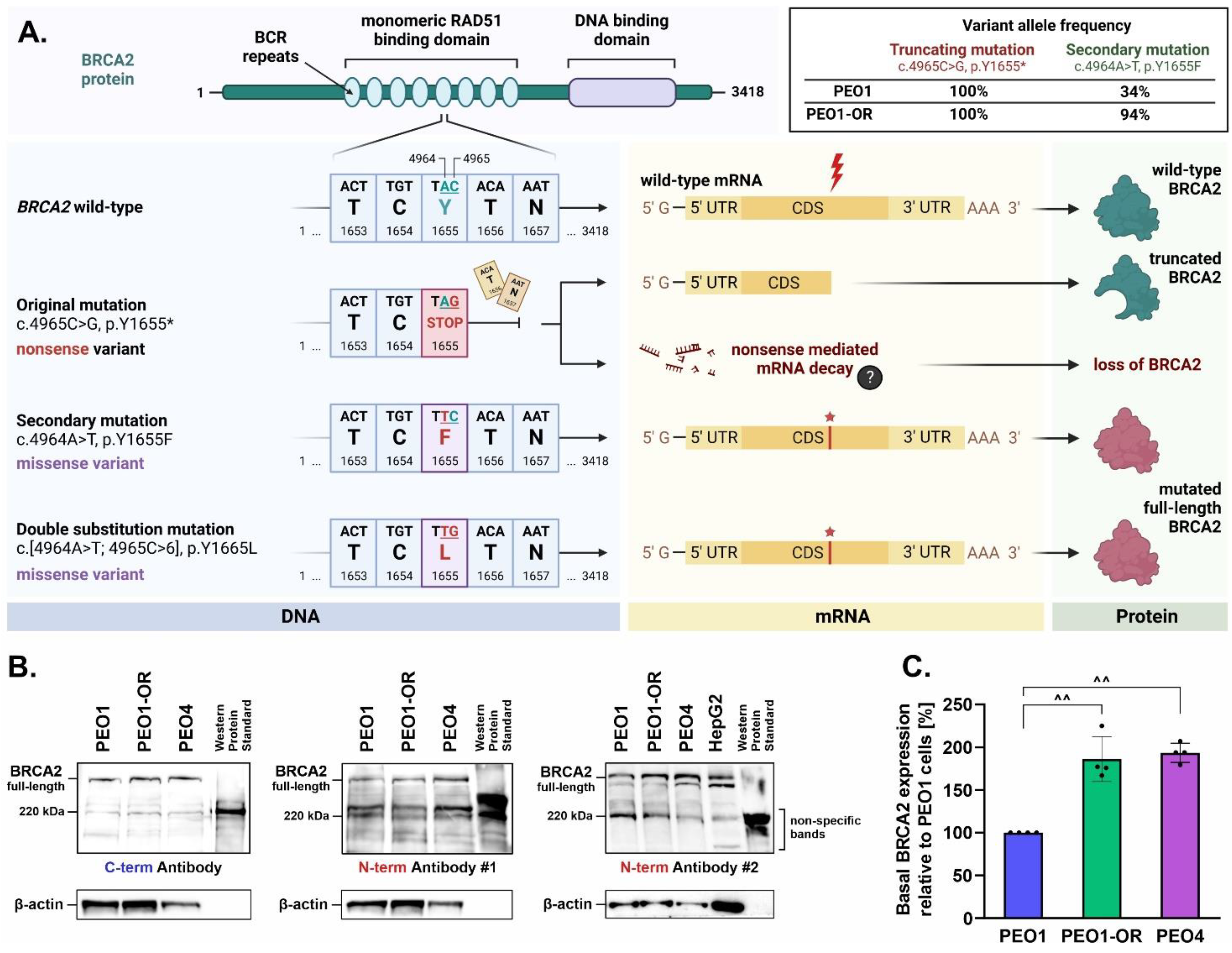 Cells 12 01038 g003 Cells 12 01038 g003
