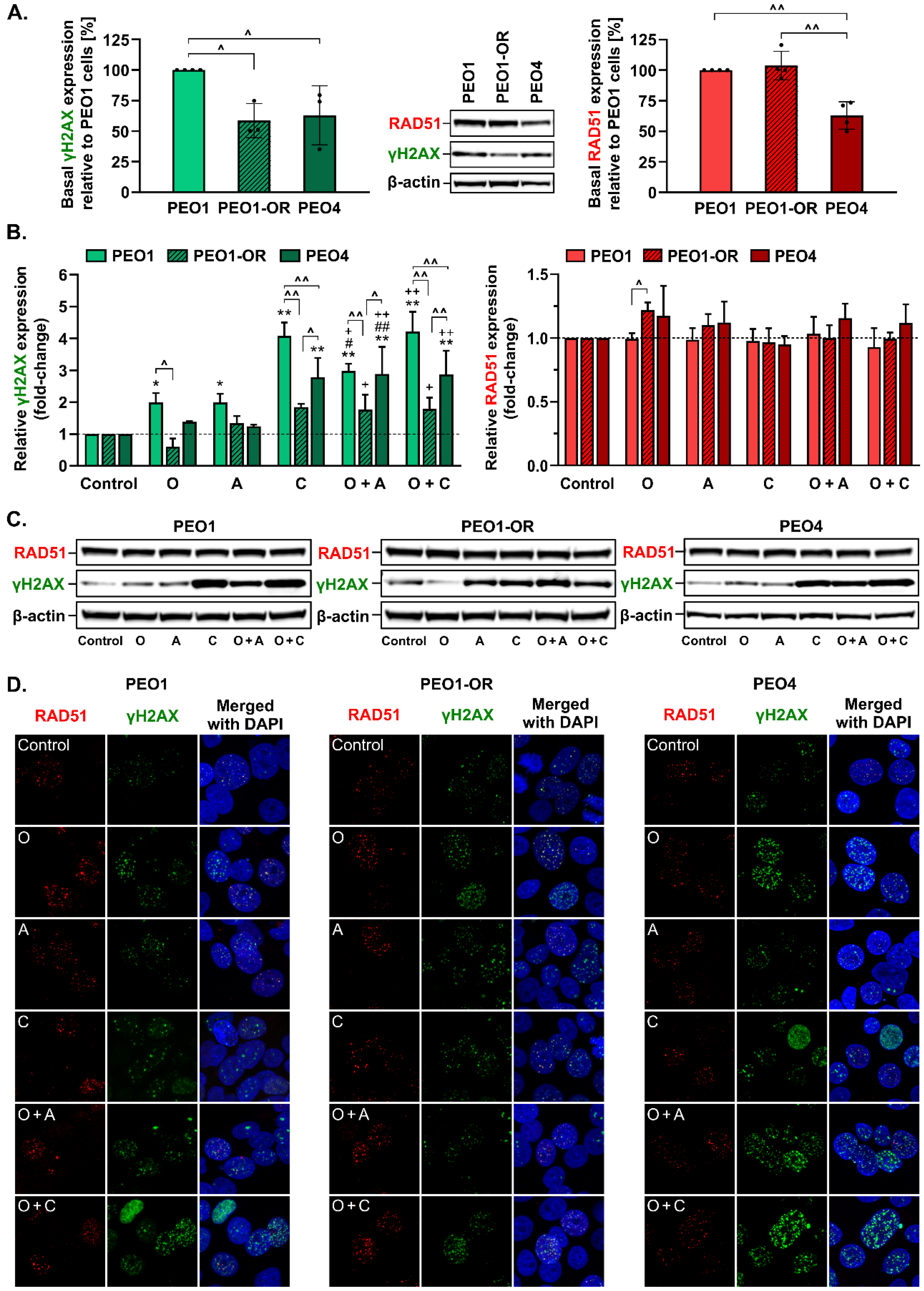 Cells 12 01038 g006 Cells 12 01038 g006