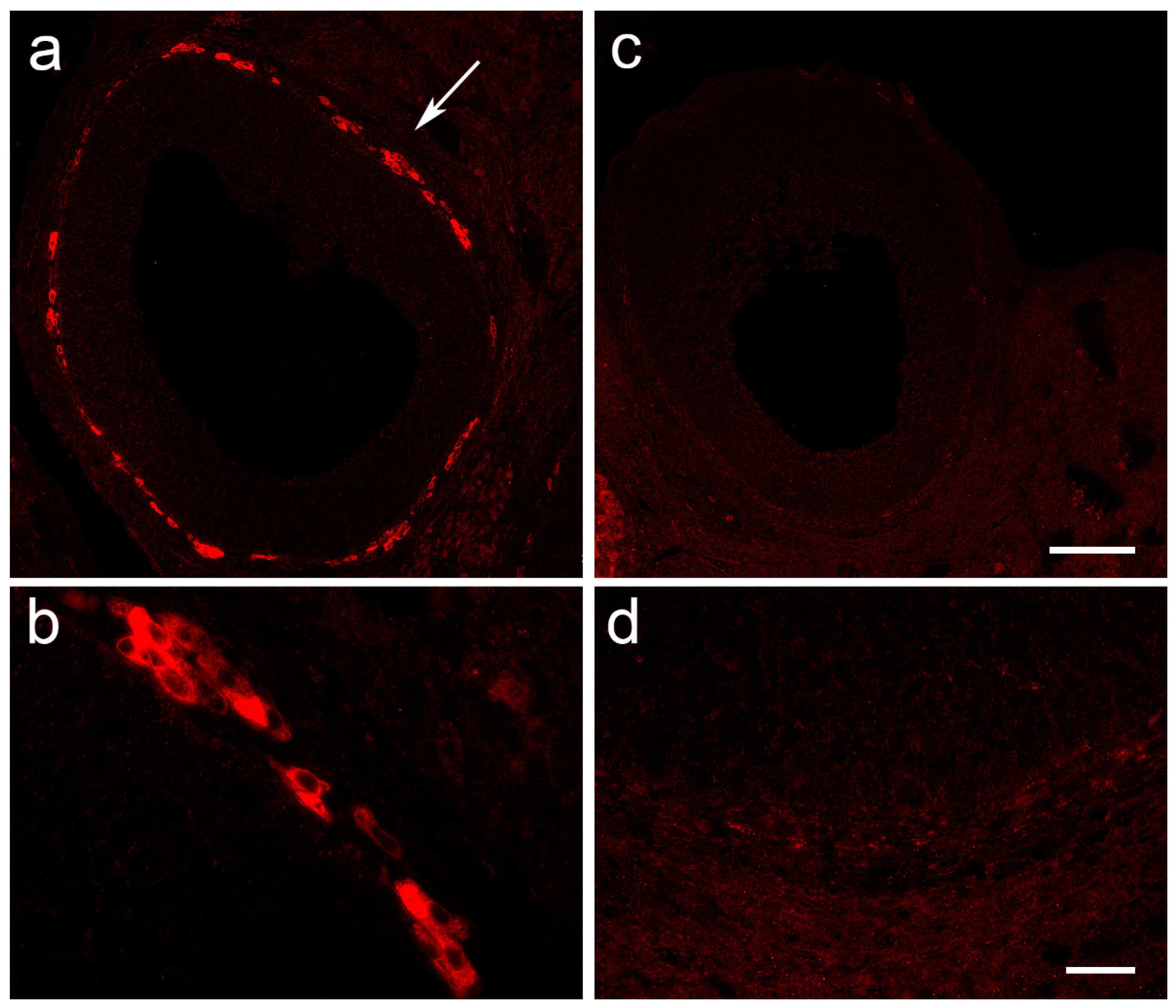 Cells 12 01045 g007 Cells 12 01045 g007