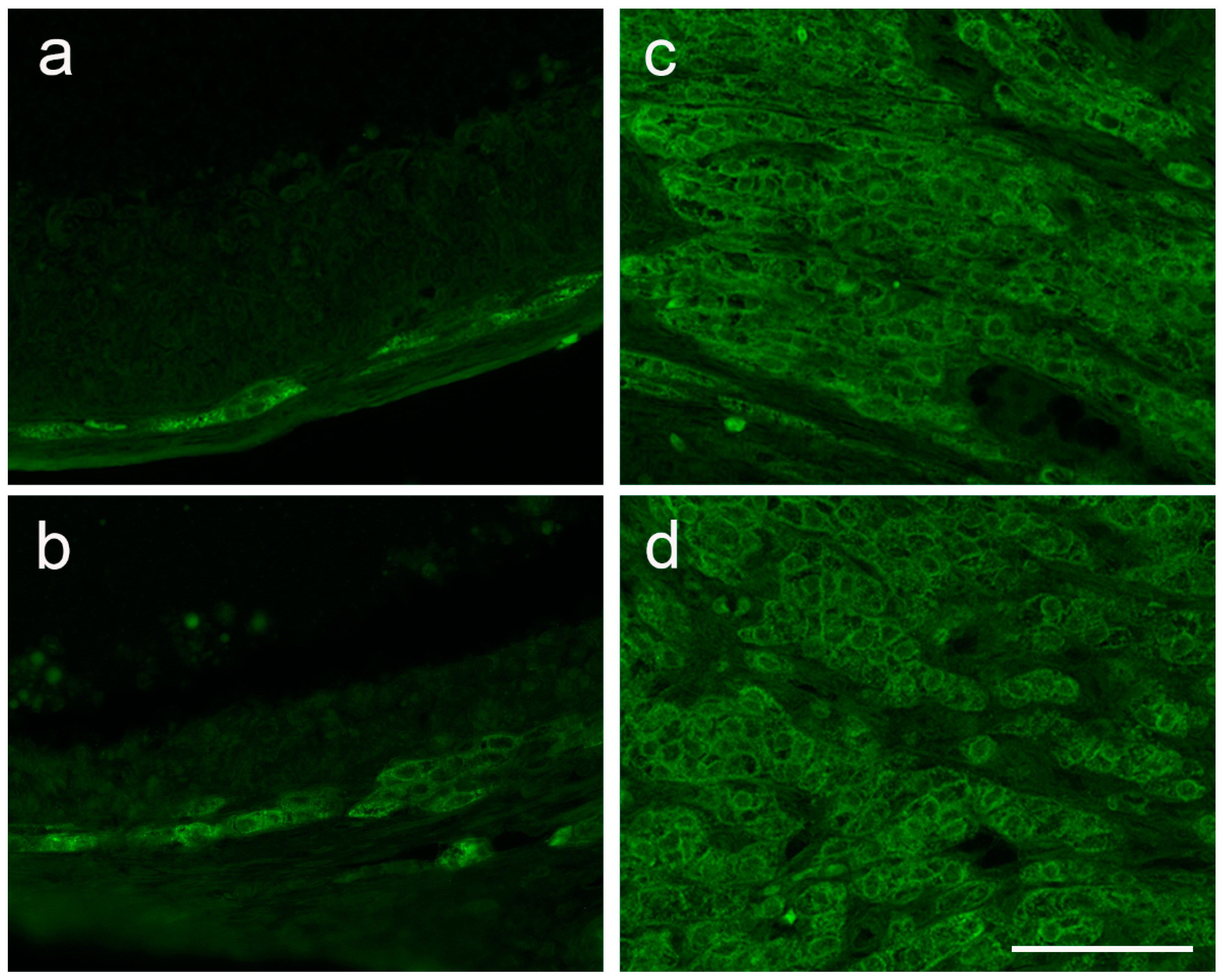 Cells 12 01045 g0a2 Cells 12 01045 g0a2