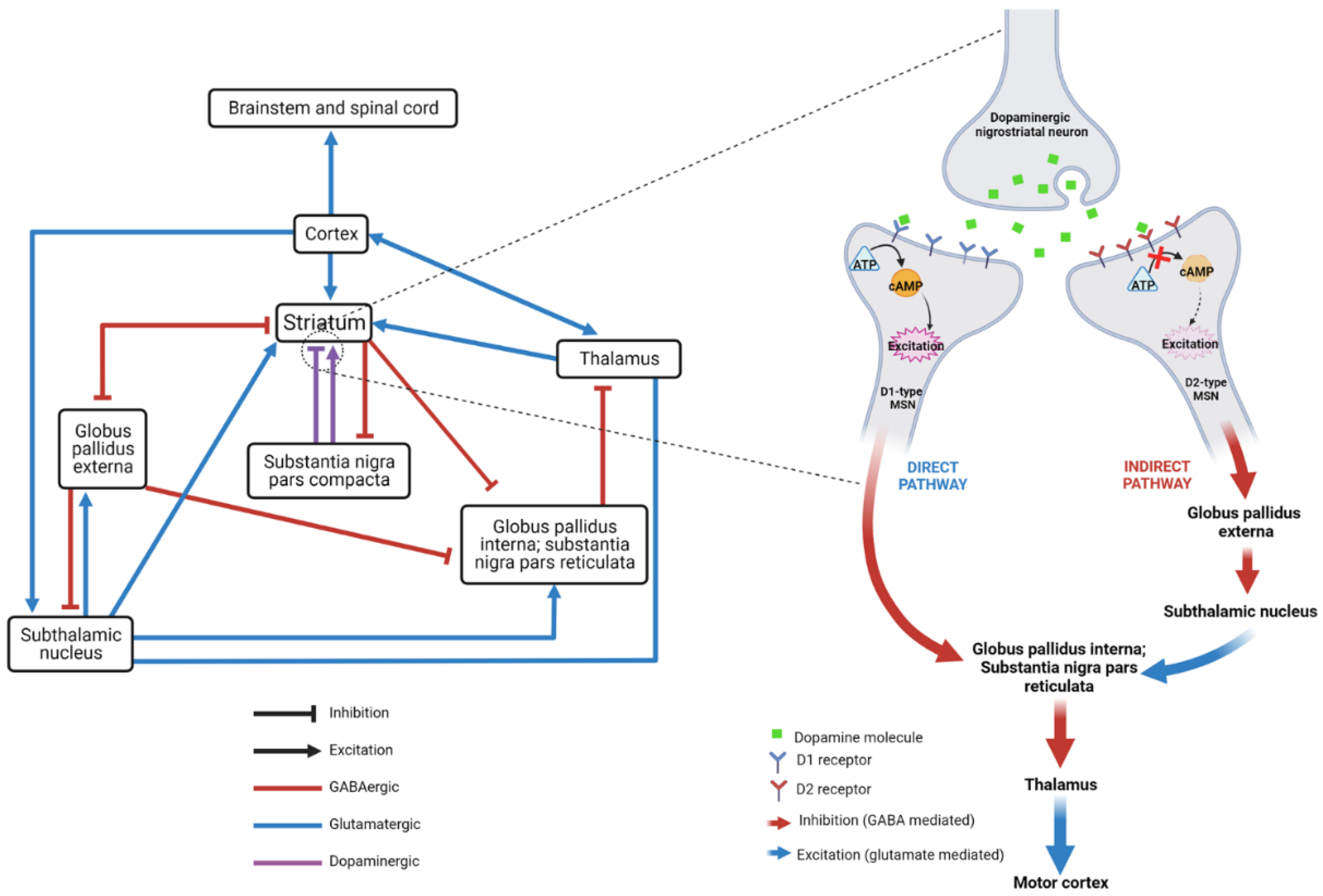 Cells 12 01046 g001 Cells 12 01046 g001