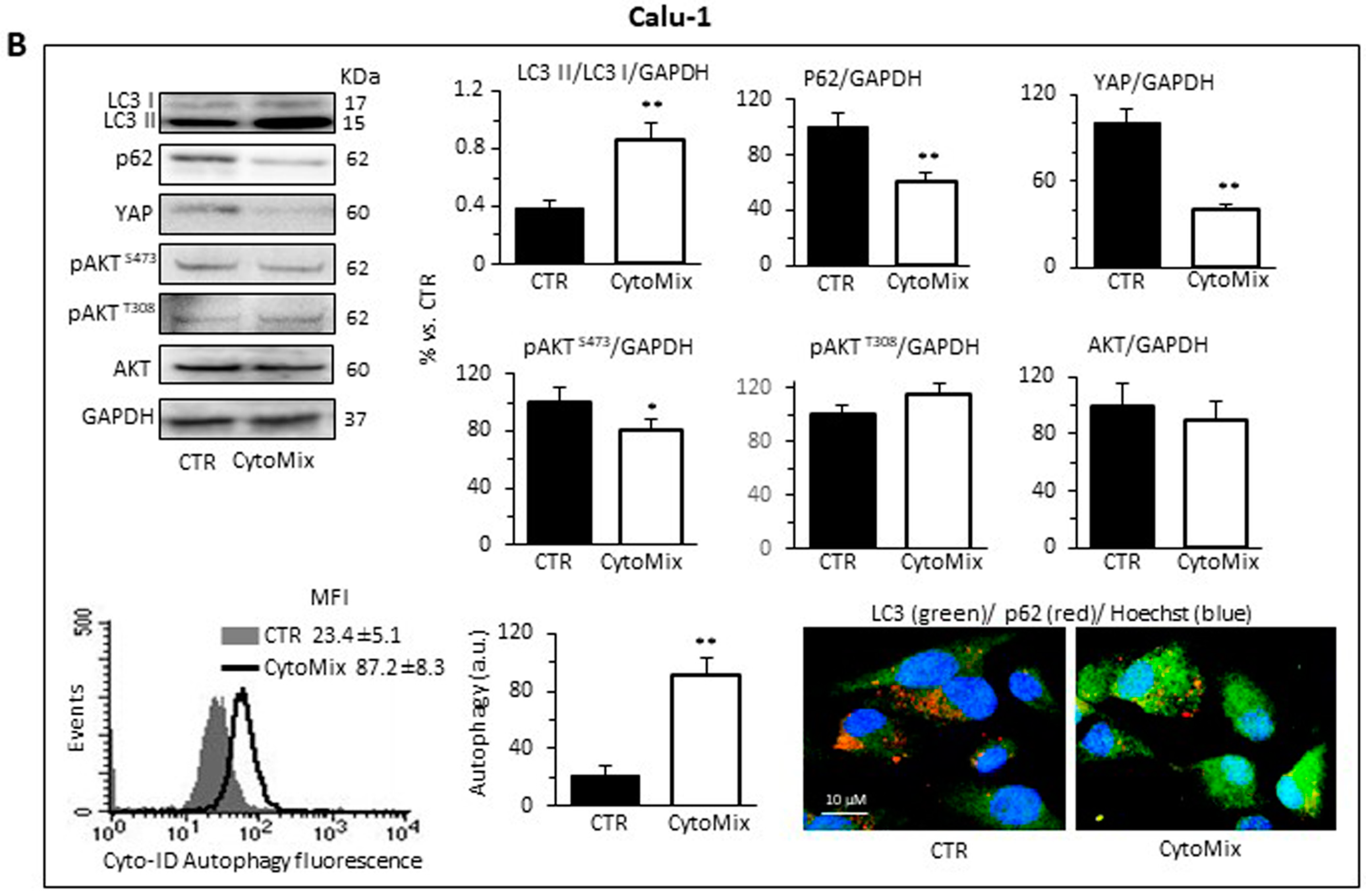Cells 12 01048 g005b Cells 12 01048 g005b