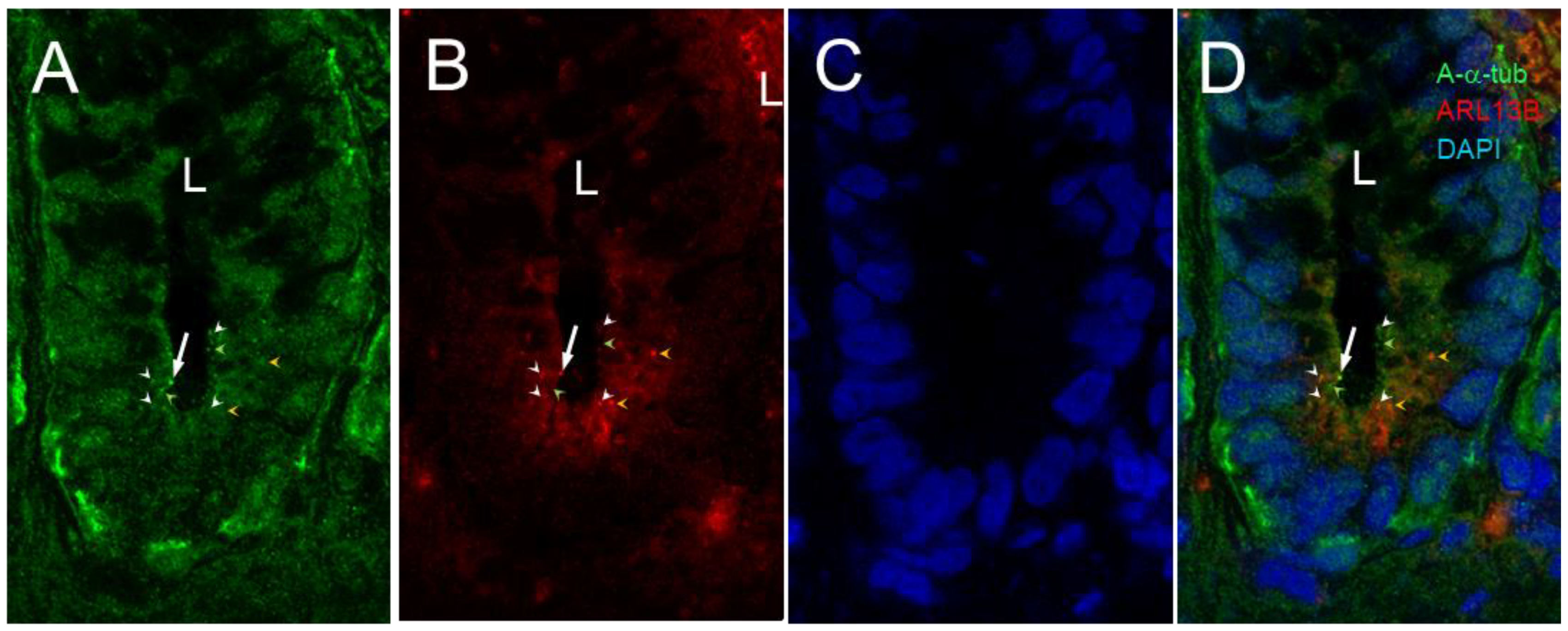 Cells 12 01059 g002 Cells 12 01059 g002